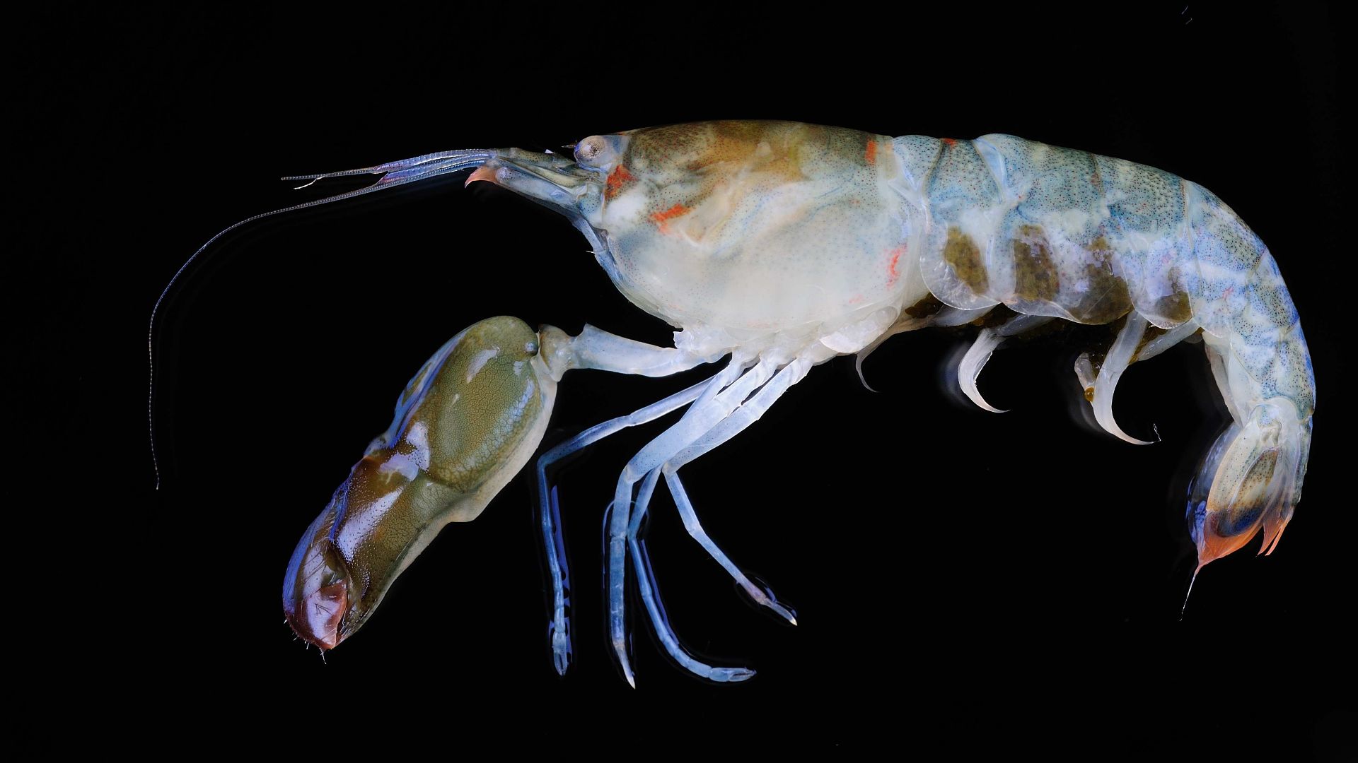 File:Alpheidae (MNHN-IU-2010-5211).jpeg