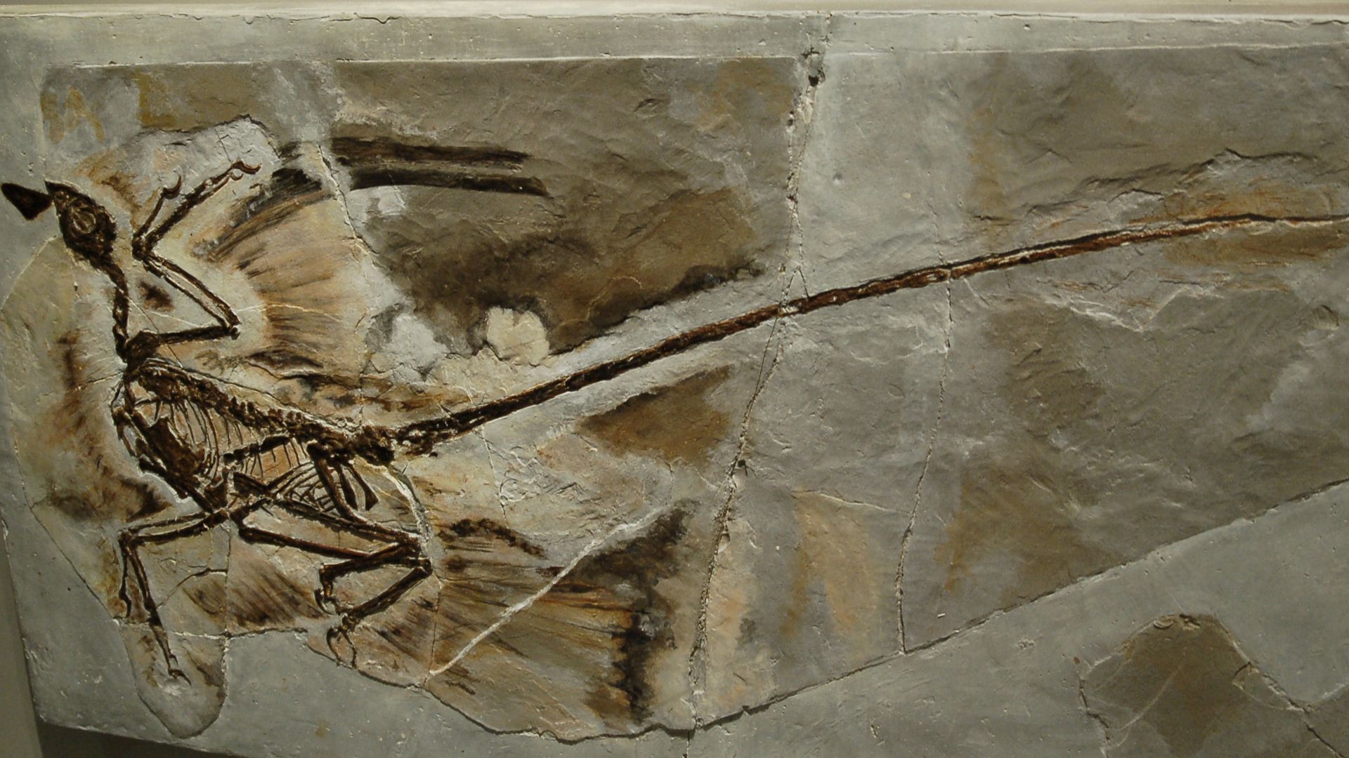 File:Microraptor fossil1.JPG
