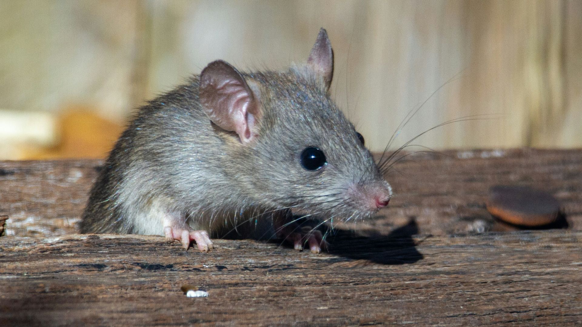 a rat sitting on a piece of wood