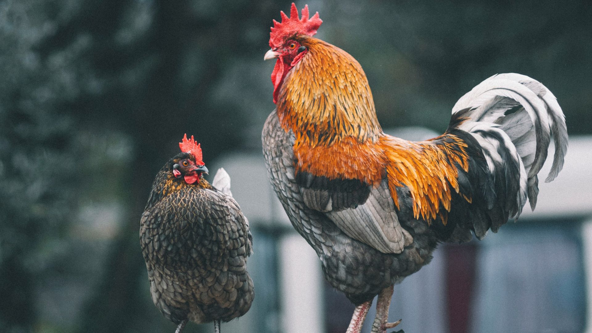 red black and white rooster