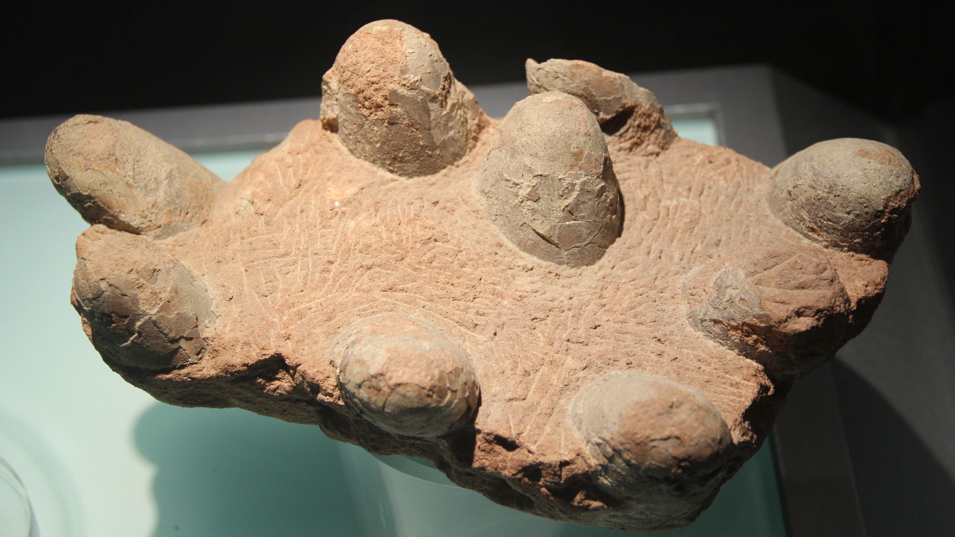 File:Fossil Dinosaur Eggs - Troodontid Eggs.jpg