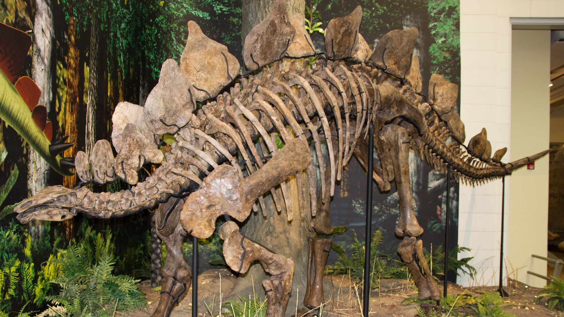 File:Stegosaurus ungulatus.jpg