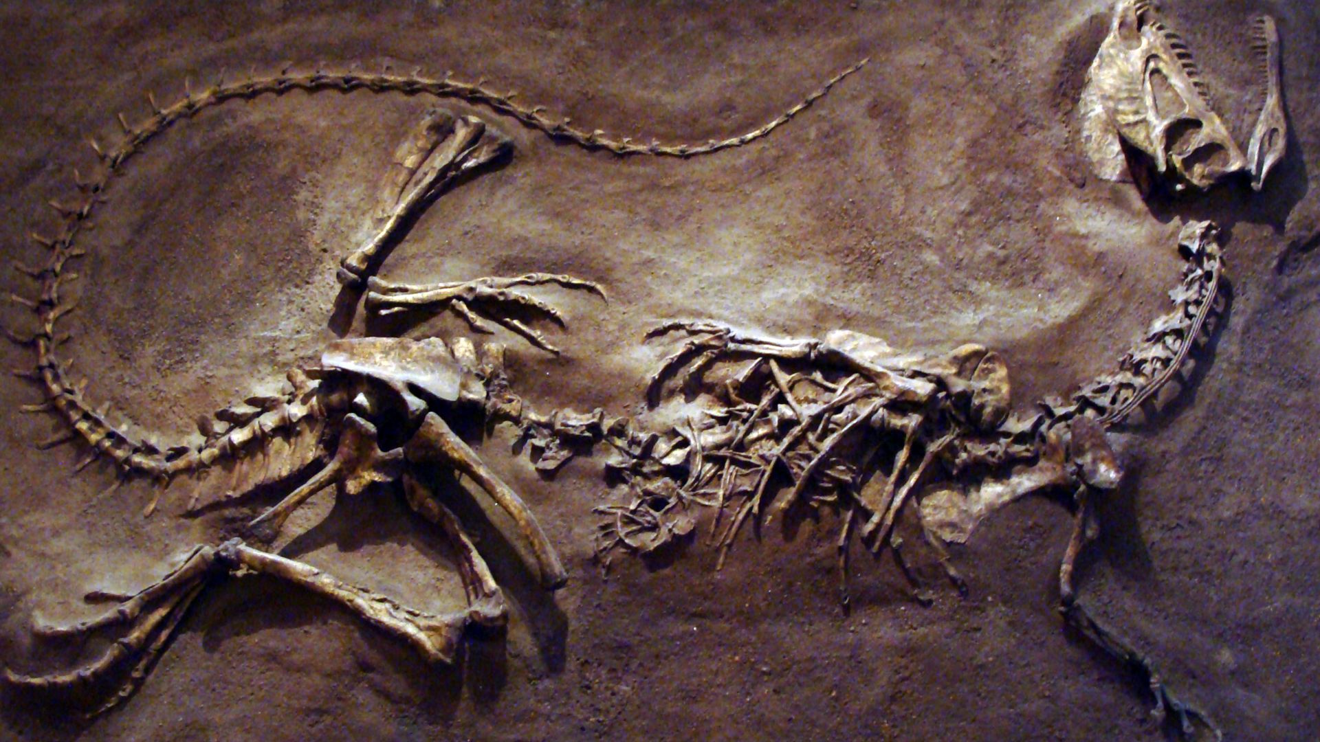 File:DilophosaurusROM1.JPG