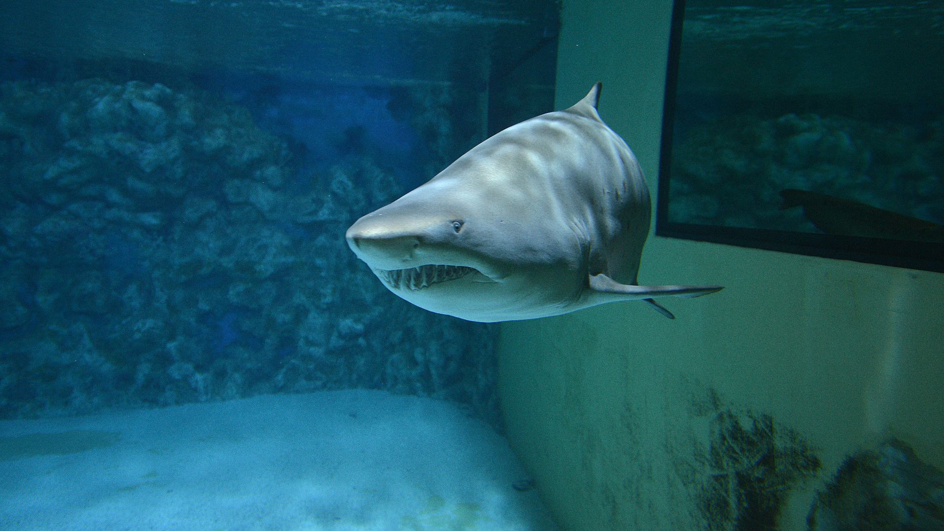 shark underwater