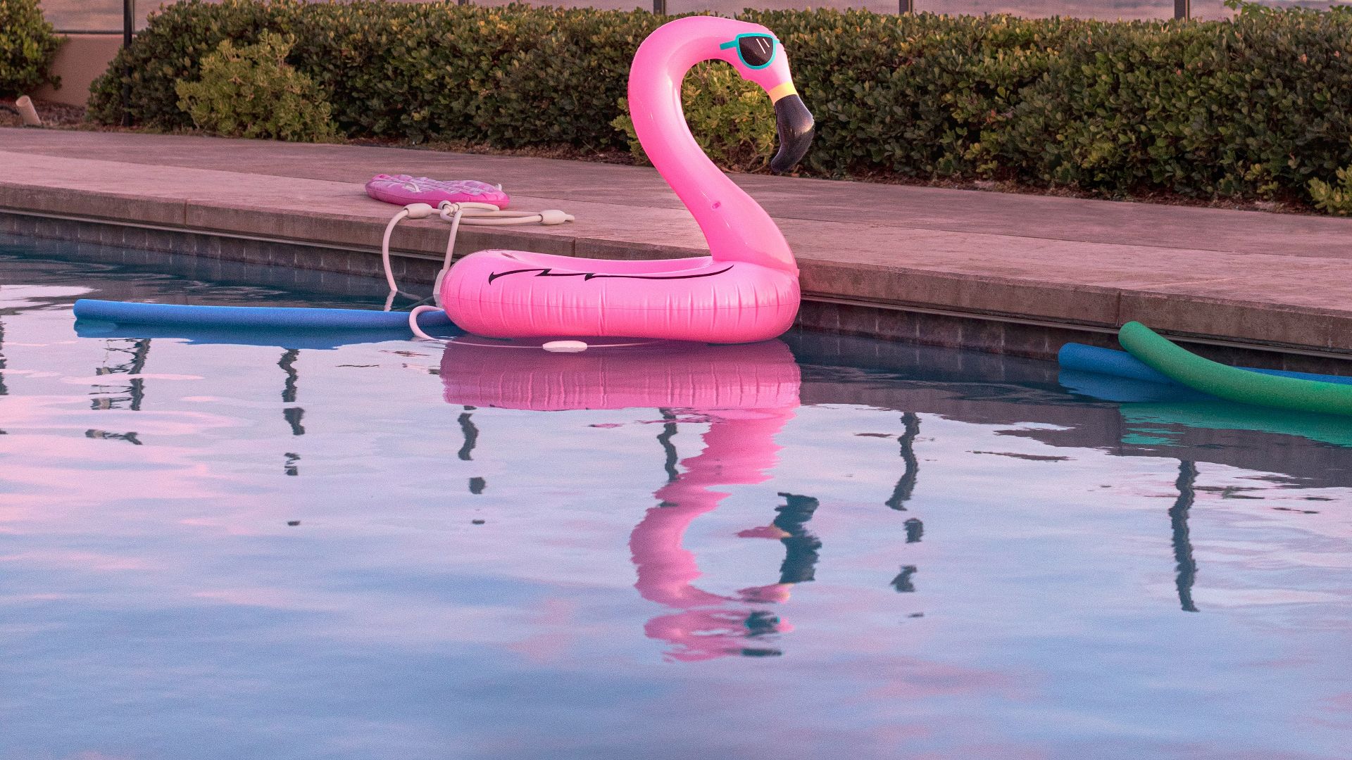 flamingo water floater in swimming pool