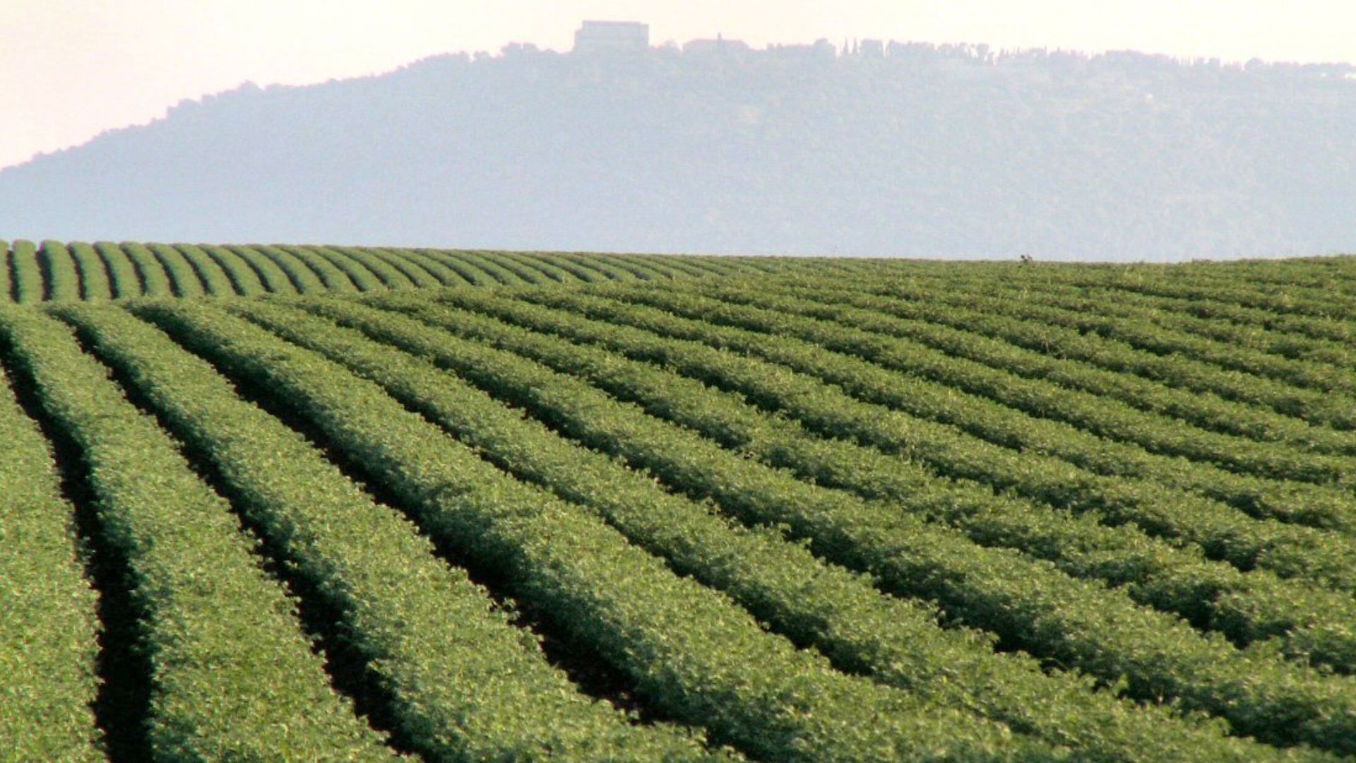File:Chickpea field.jpg