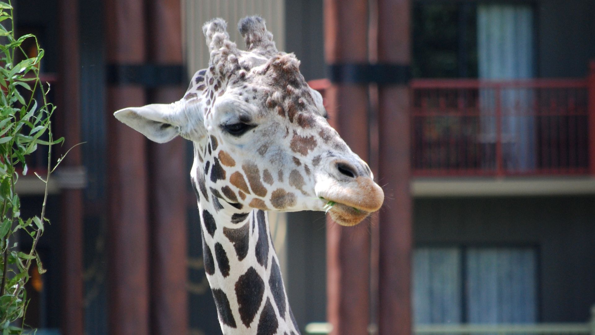 File:Giraffe at Disney Animal Kingdom Lodge.jpg