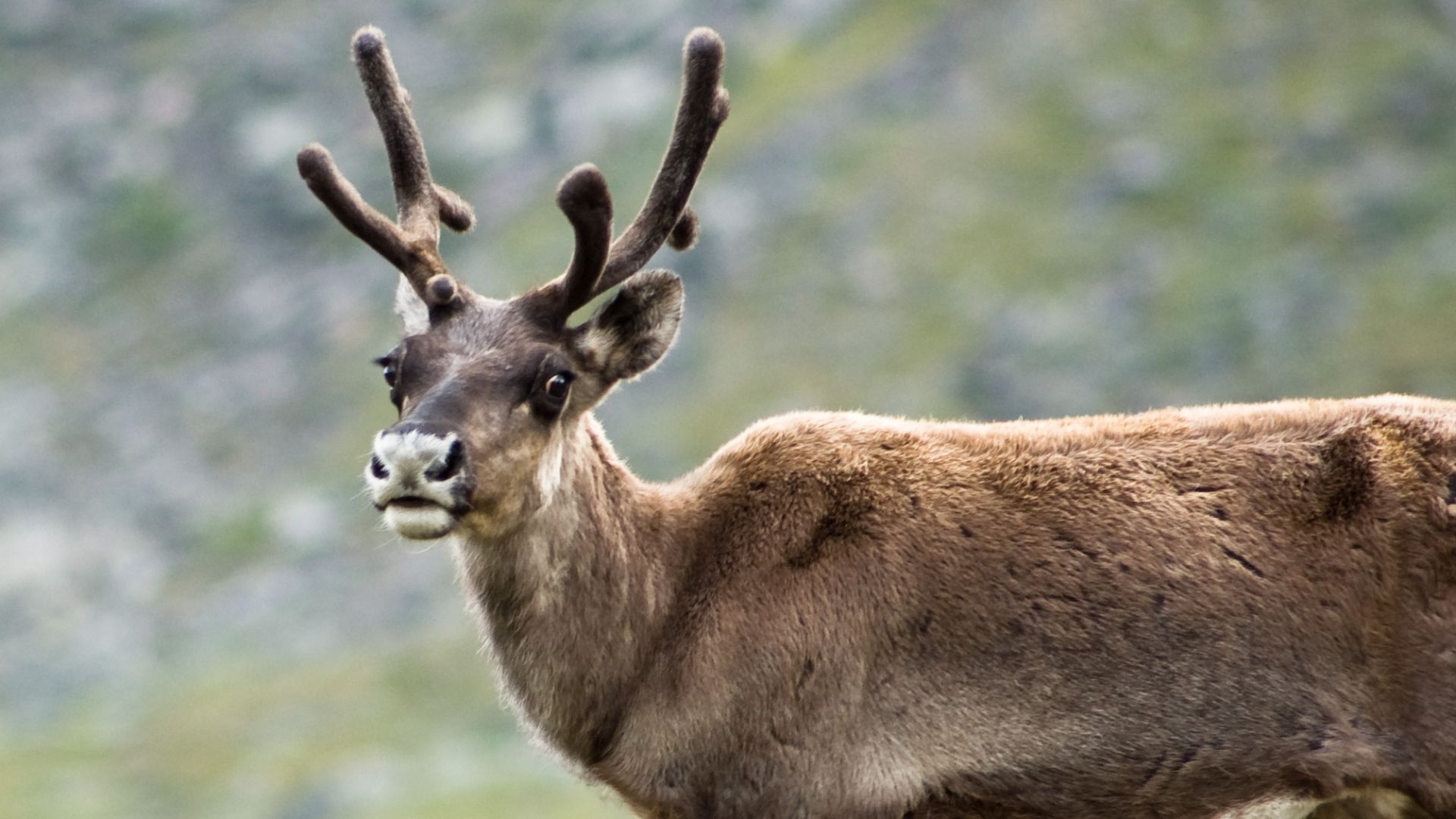 File:Reindeer in Kebnekaise.jpg
