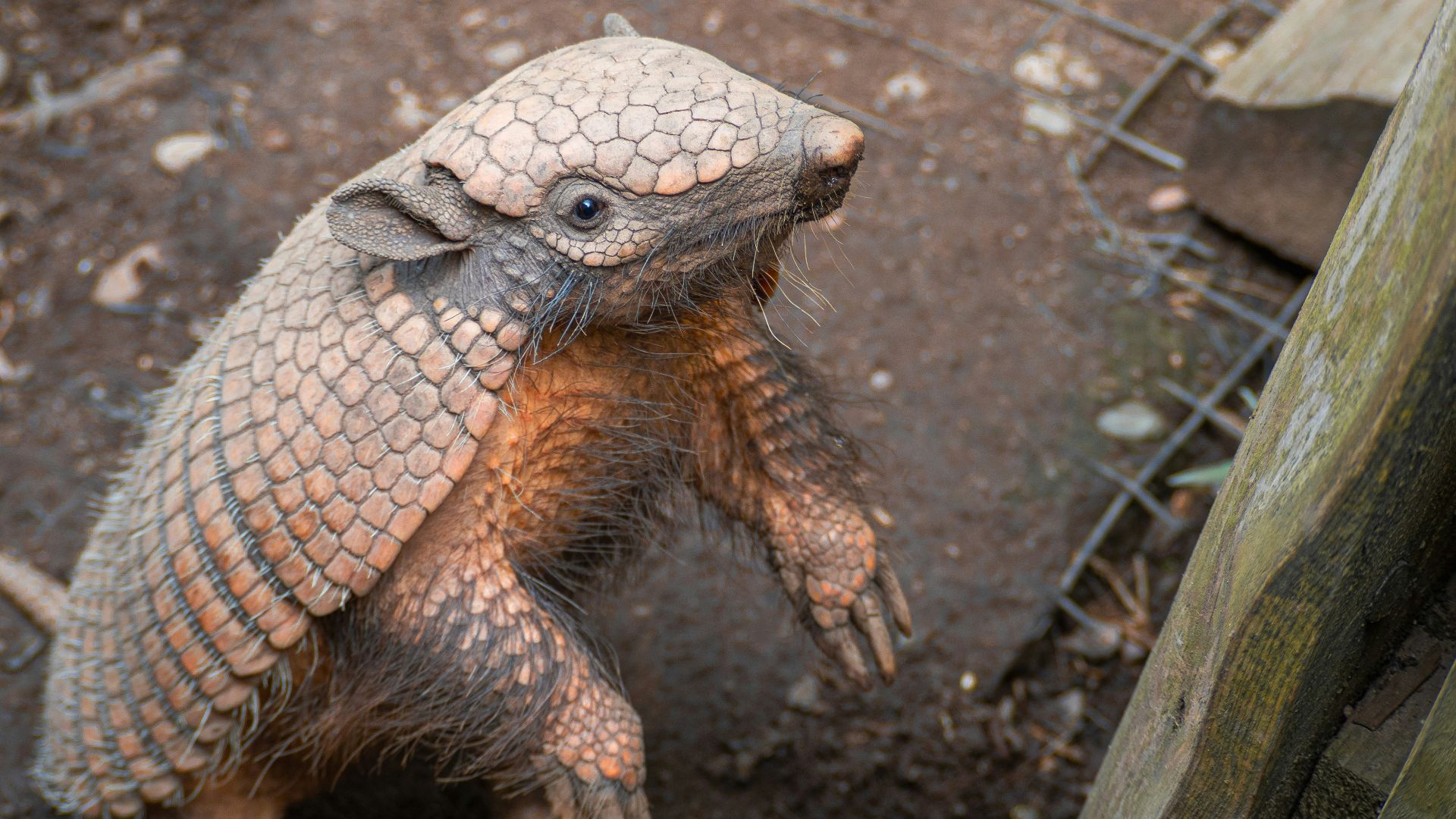 A baby armadile sitting on the ground next to a fence