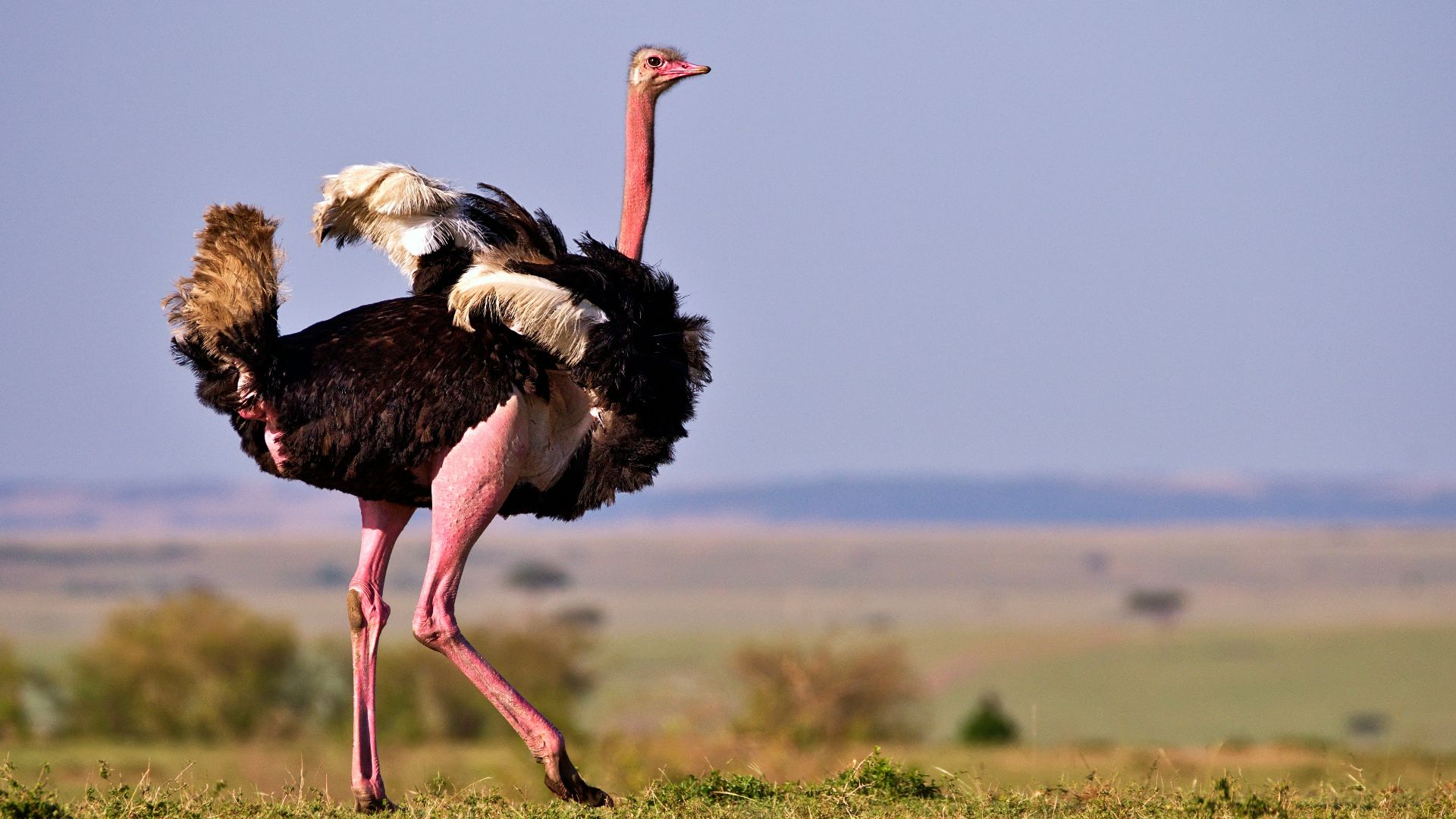 black and white bird on green grass field during daytime