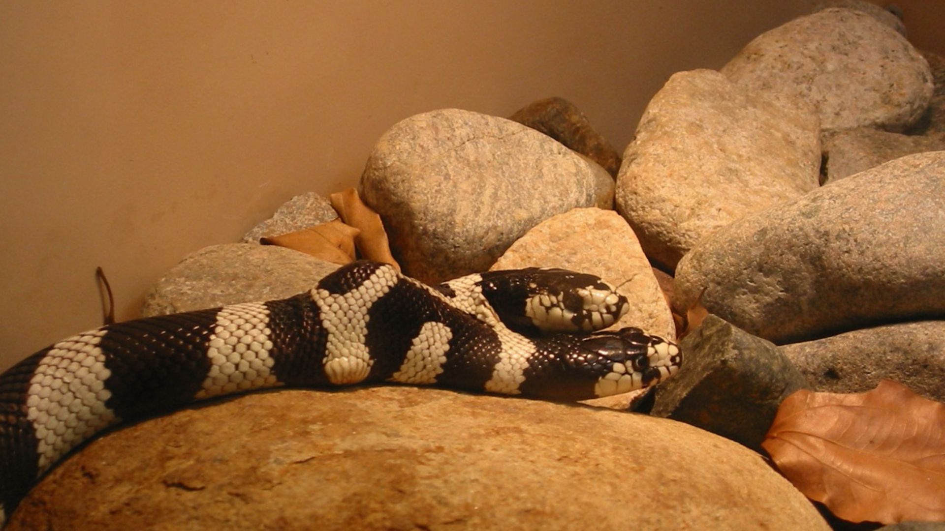 File:Two Headed Snake.jpg