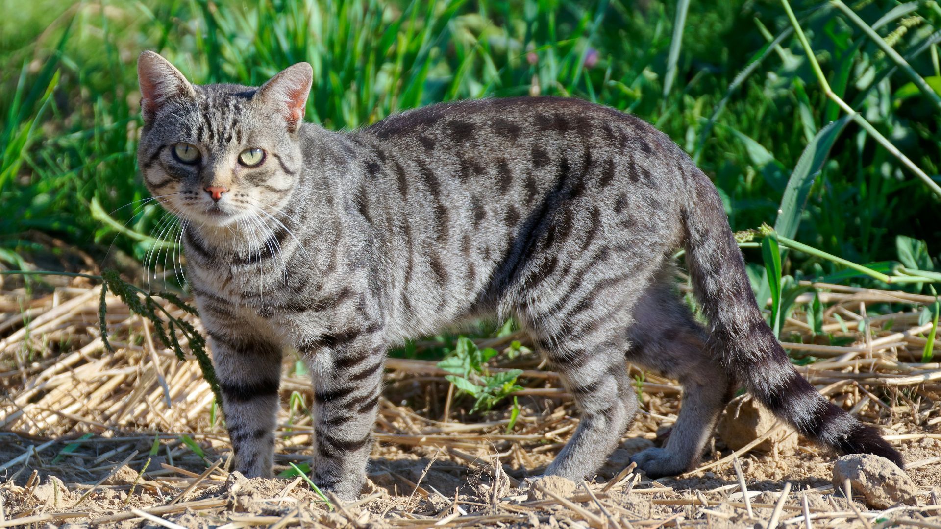 File:20200816 Kot domowy, na polu w Rżuchowie, świętokrzyskie 0803 3618.jpg