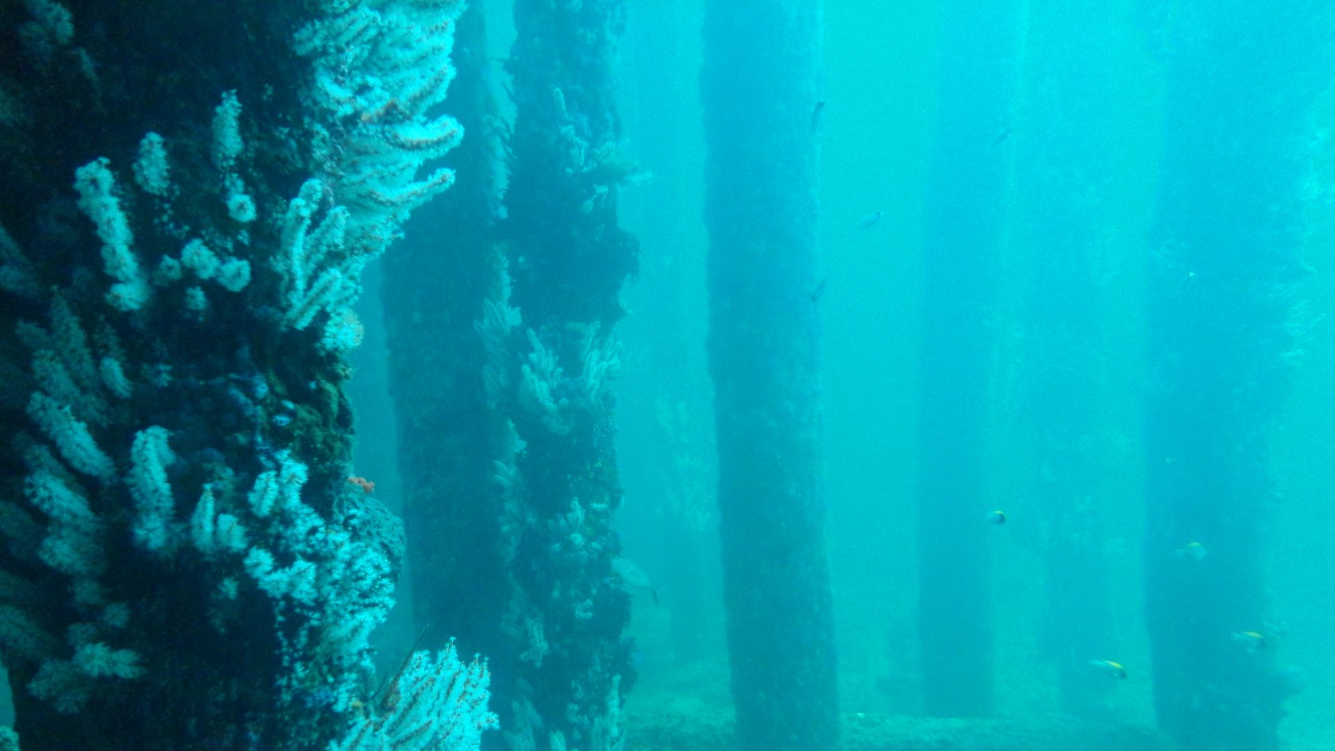 File:Busselton Underwater Forest, Busselton Jetty, Western Australia.JPG