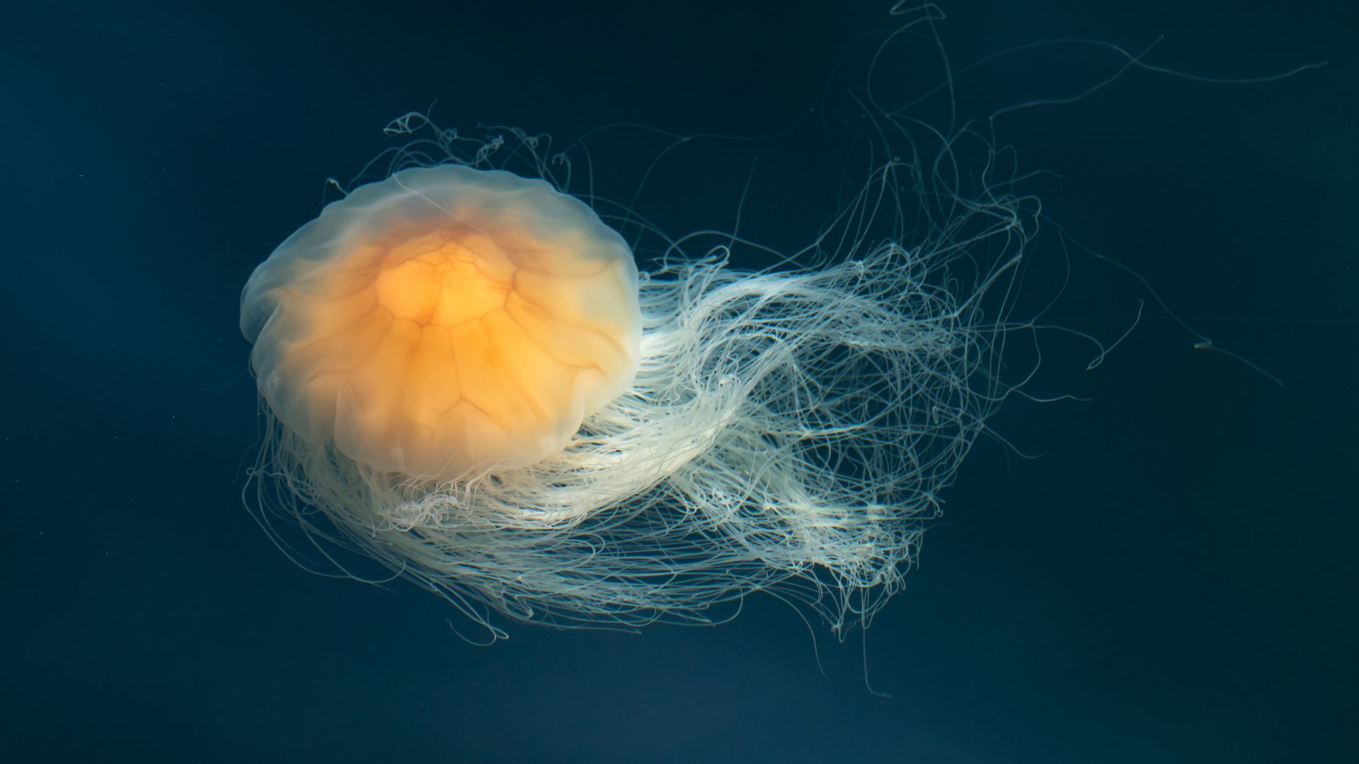 File:Lion's mane jellyfish in Gullmarn fjord at Sämstad 3.jpg