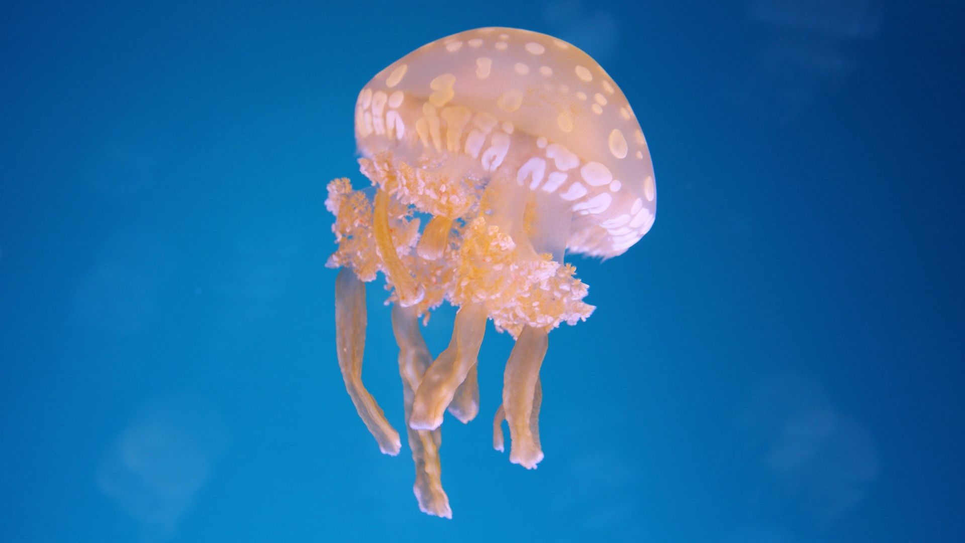 File:Ocean Jellyfish.jpg