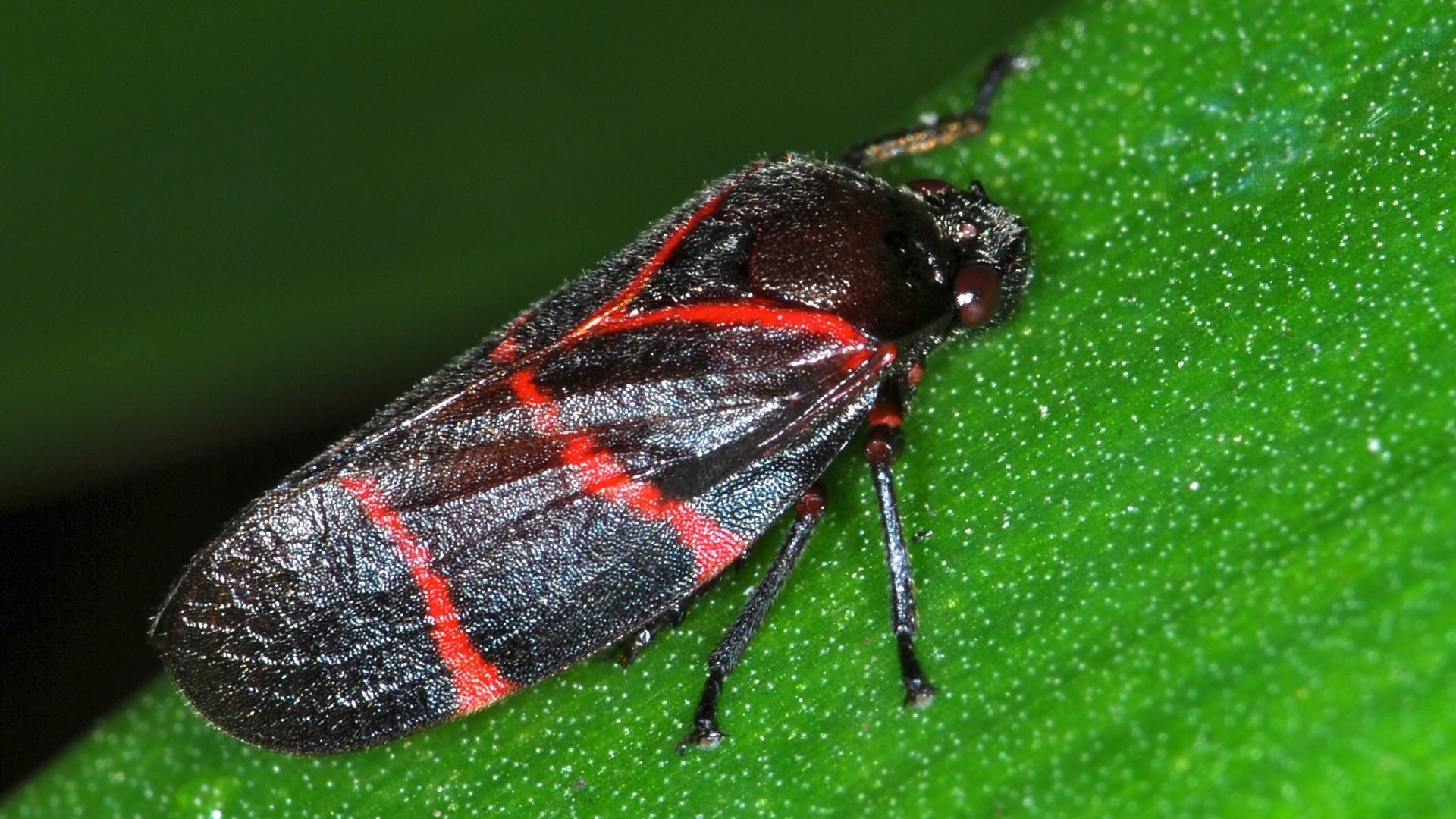 File:Froghopper (Tomaspis jugata) (8309773149).jpg