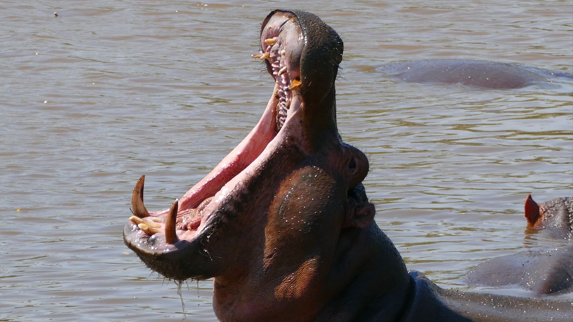 File:Hippo (Hippopotamus amphibius) (31034860102).jpg