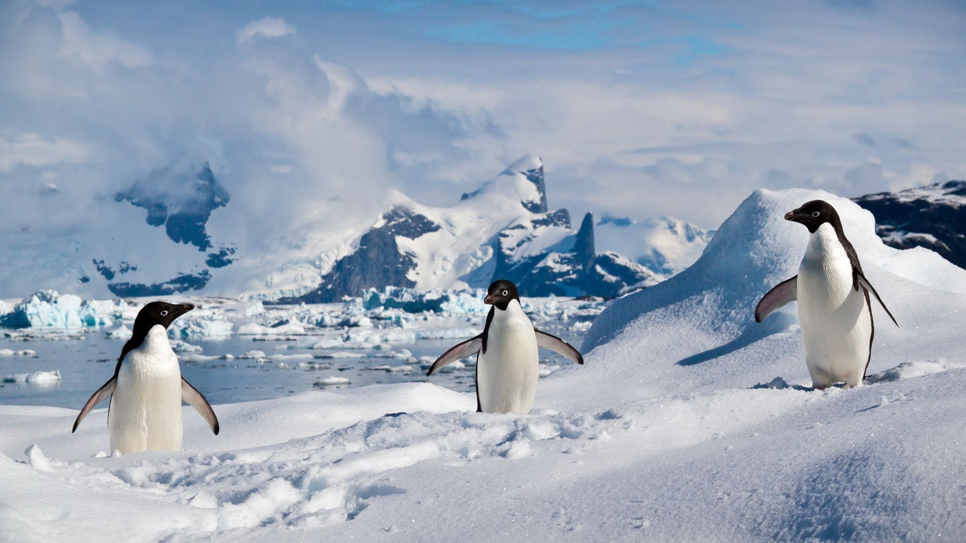 File:Adelie penguins in the South Shetland Islands.jpg