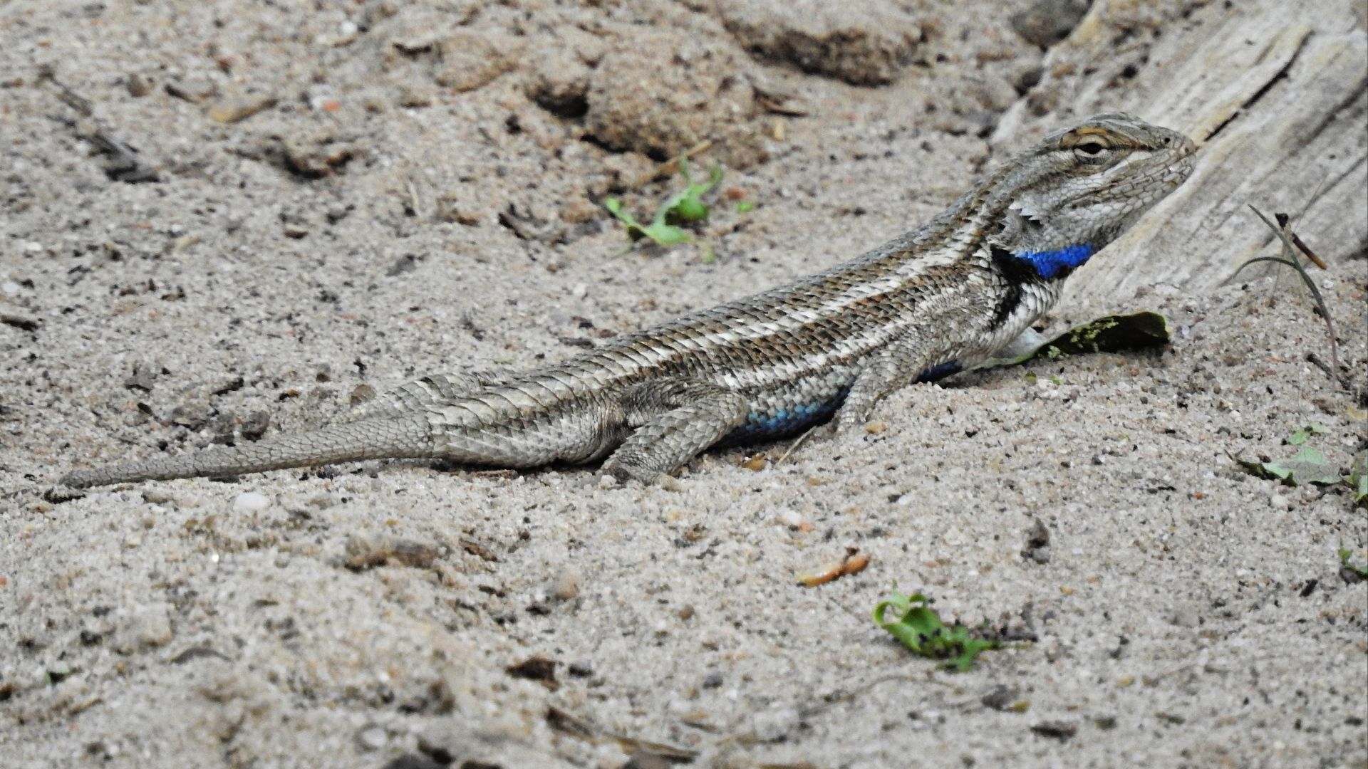 File:A New Mexico whiptail blends into sand at Rio Grande Nature Center State Park.jpg
