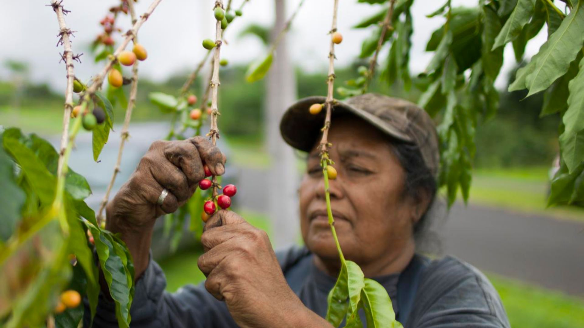 File:Growing Kona Coffee (5077678750).jpg