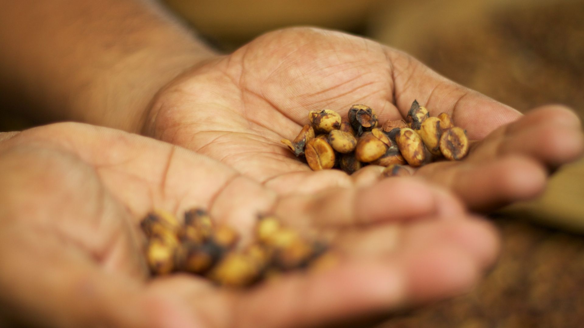 File:Bali 003 - Ubud - famous lukaw coffee.jpg