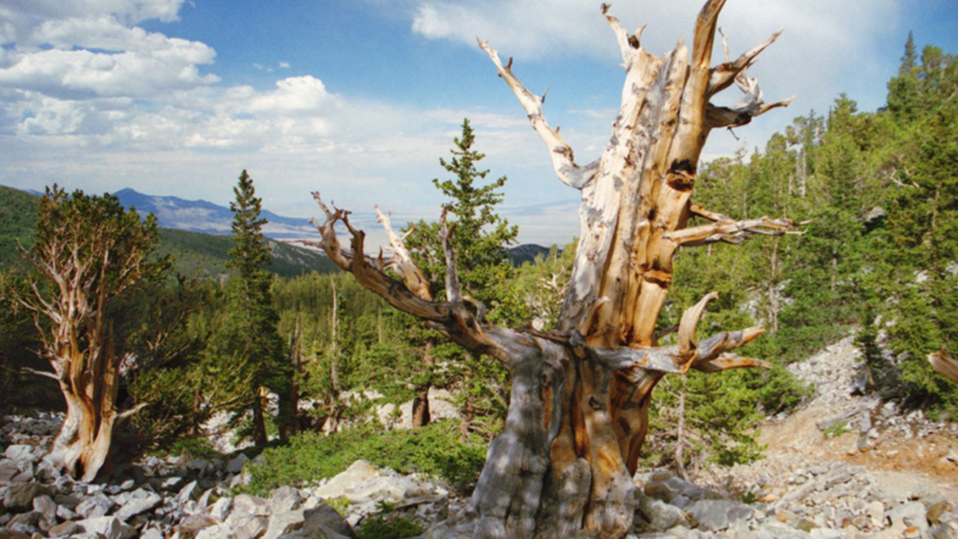 File:A112, Great Basin National Park, Nevada, USA, bristlecone pine tree, 2004.jpg