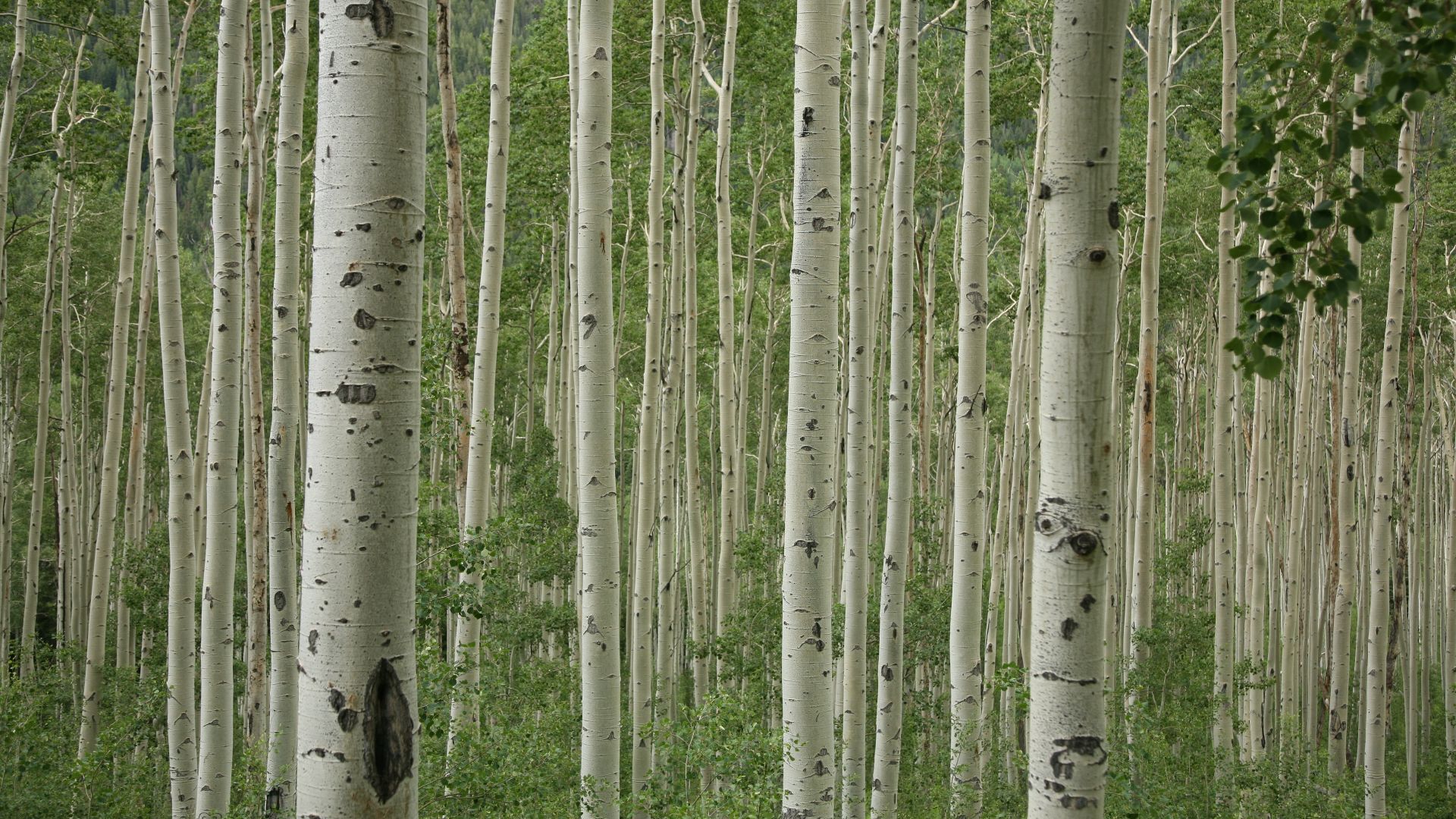 File:Aspen trees 2.jpg