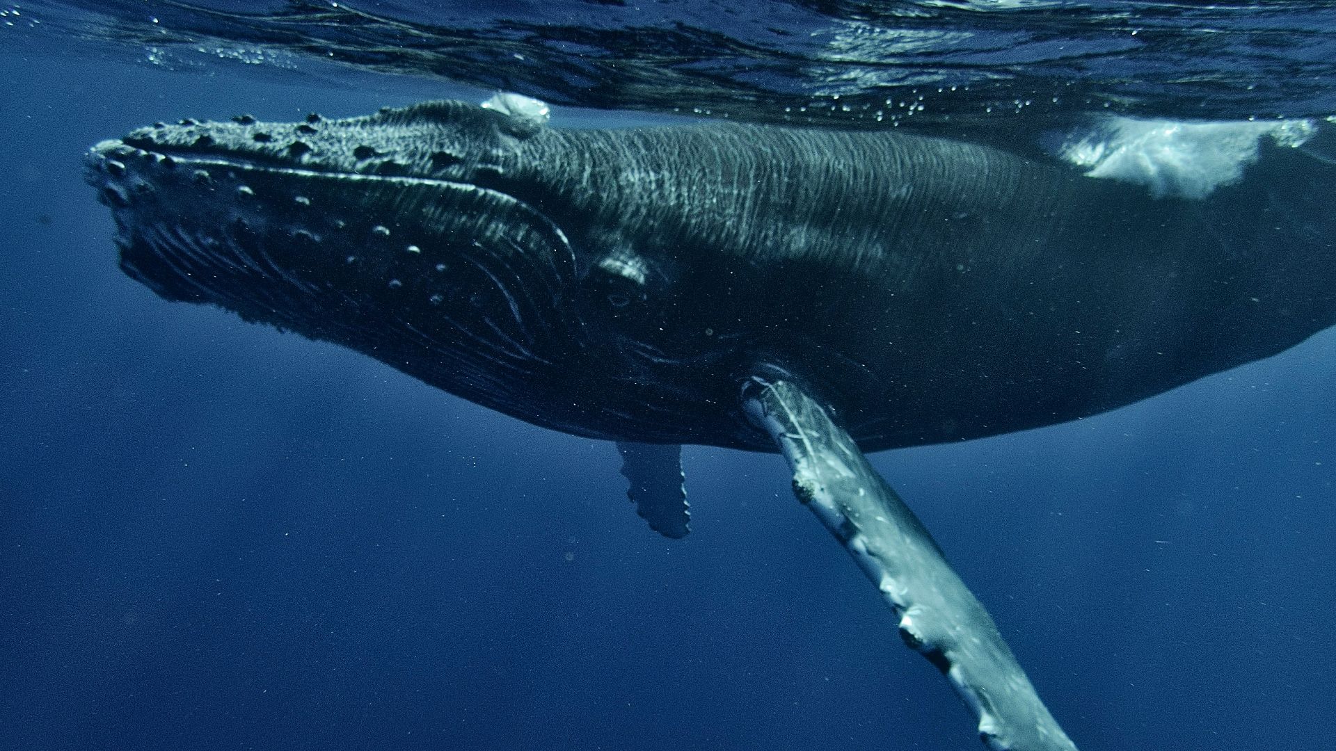 a humpback whale swims under the surface of the water