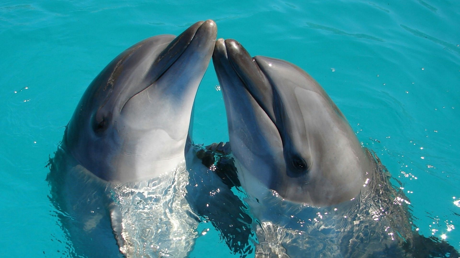 a couple of dolphins are swimming in the water