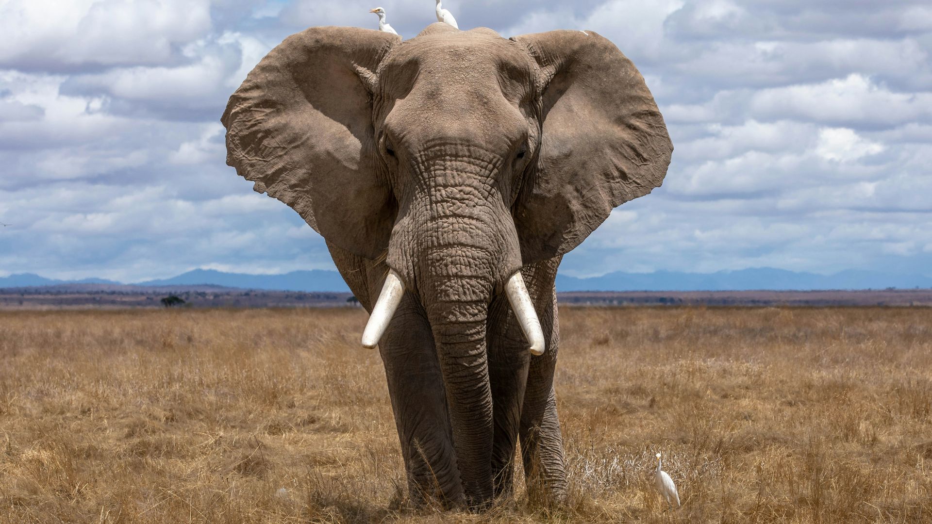 elephant walking during daytime