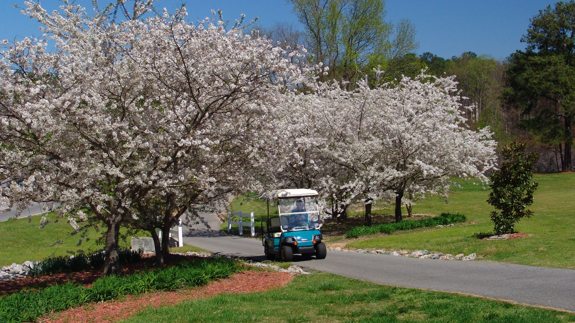 File:City Hall Dogwoods and Golf Cart.jpg