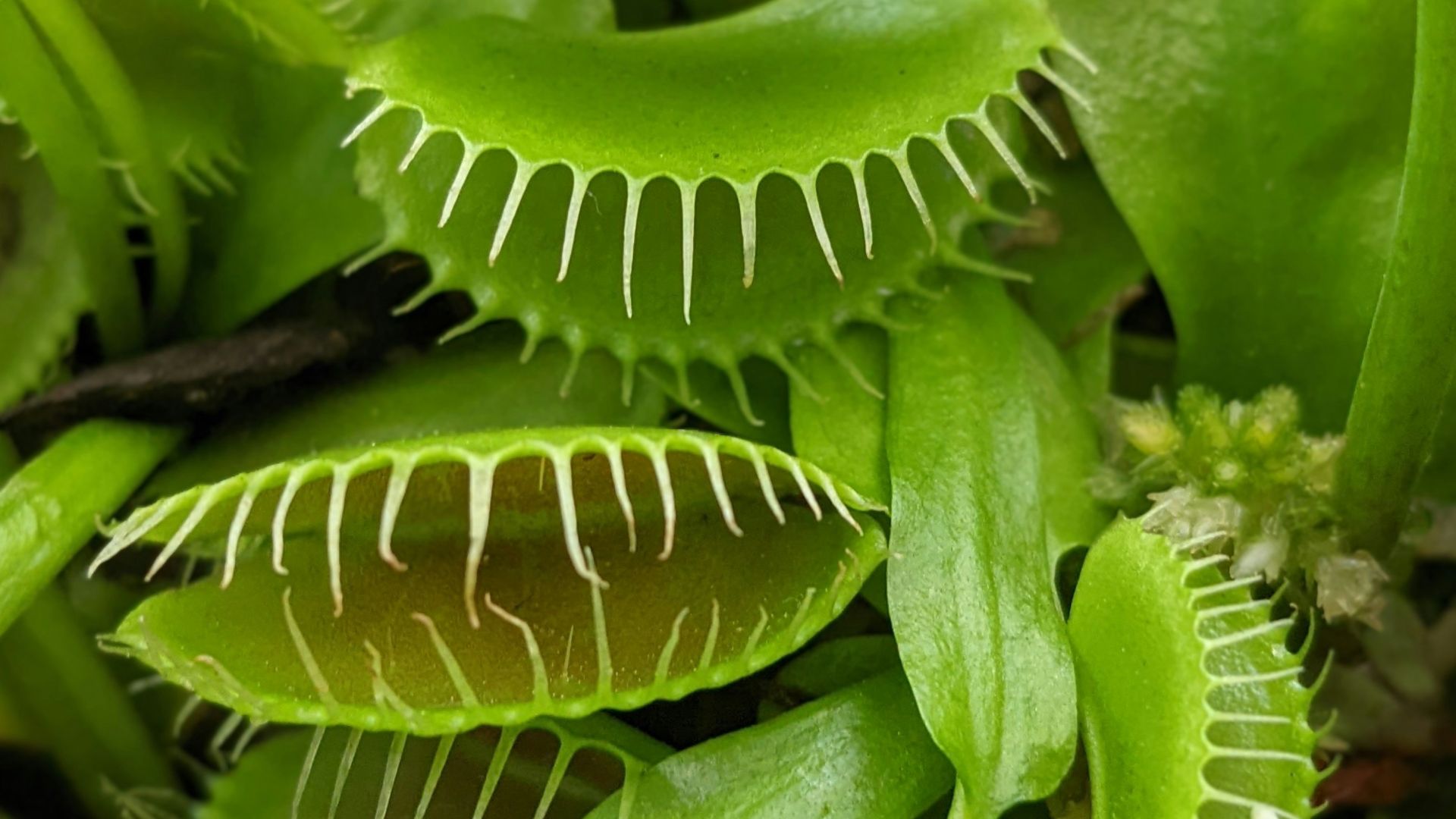 a close up of a plant with green leaves