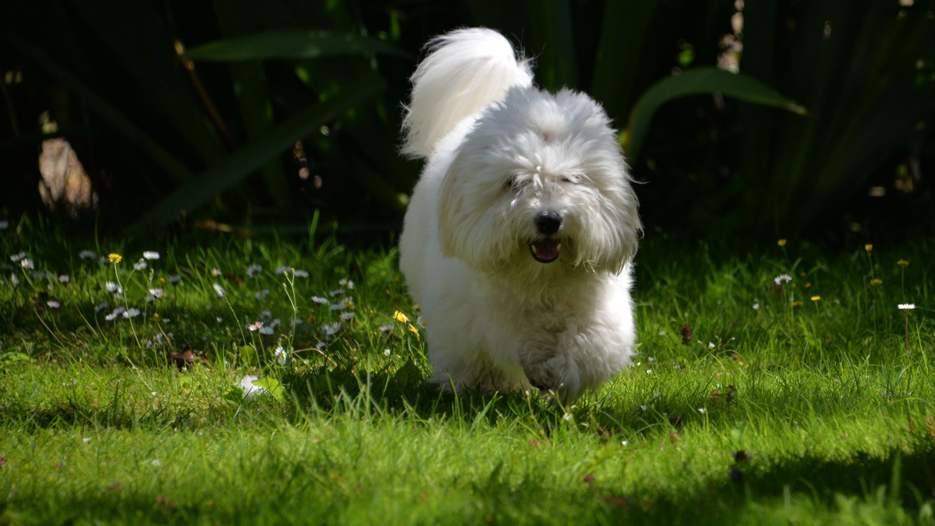 File:Coton De Tulear 1Y Old.jpg