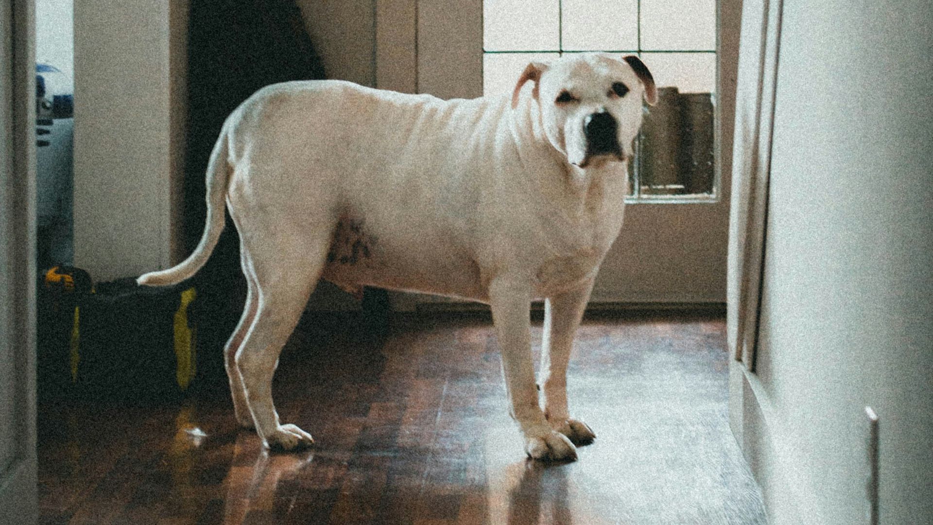 white short coated dog on black wooden floor