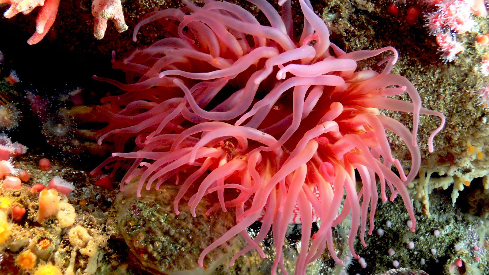 File:Sea Anemone (10062178943).jpg