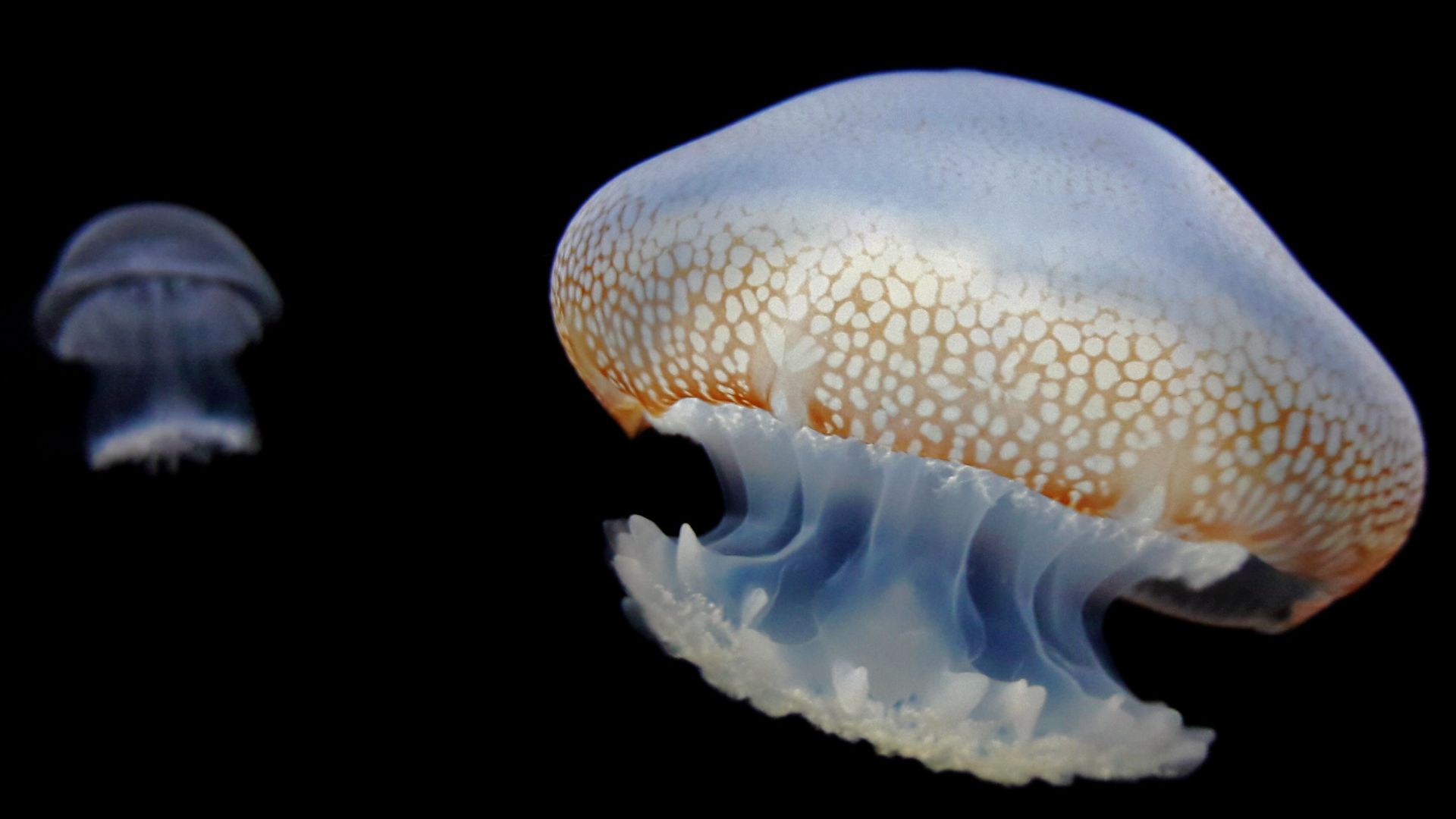 File:Jellyfish from Corpus Christi.jpg