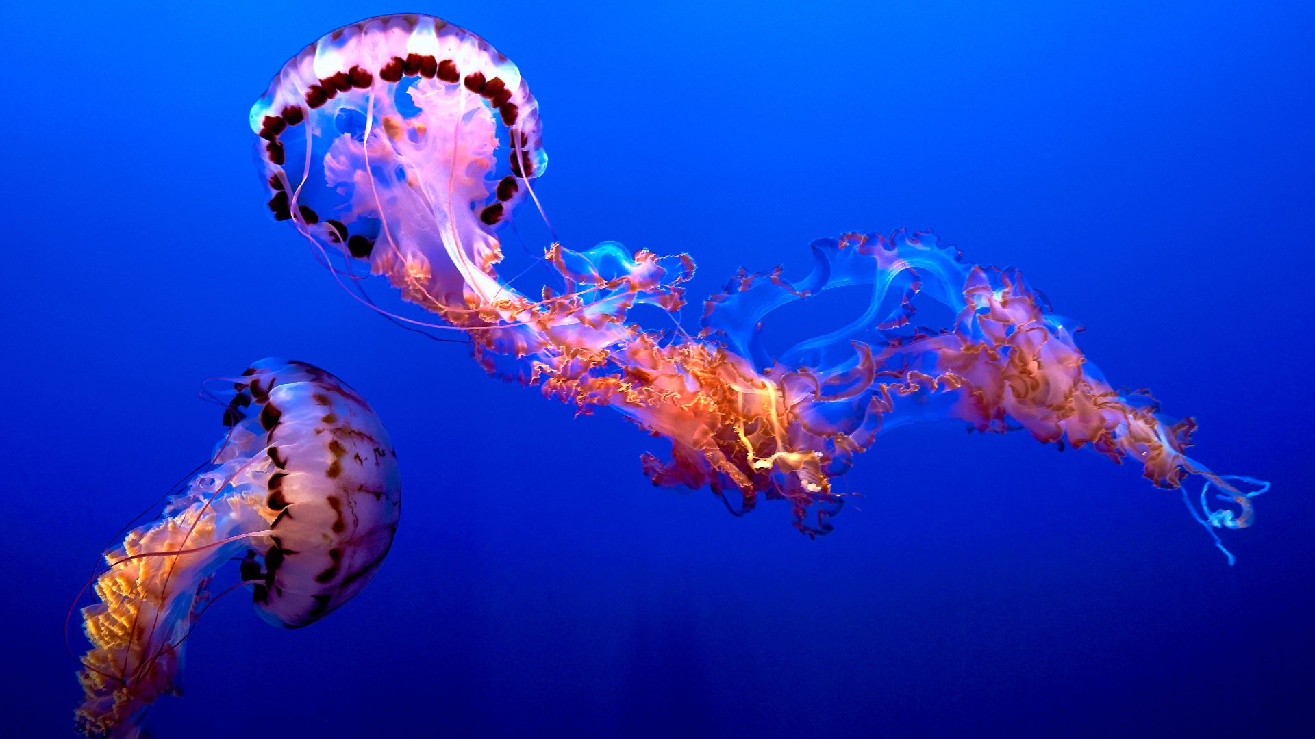 File:Jellyfish (44791540314).jpg