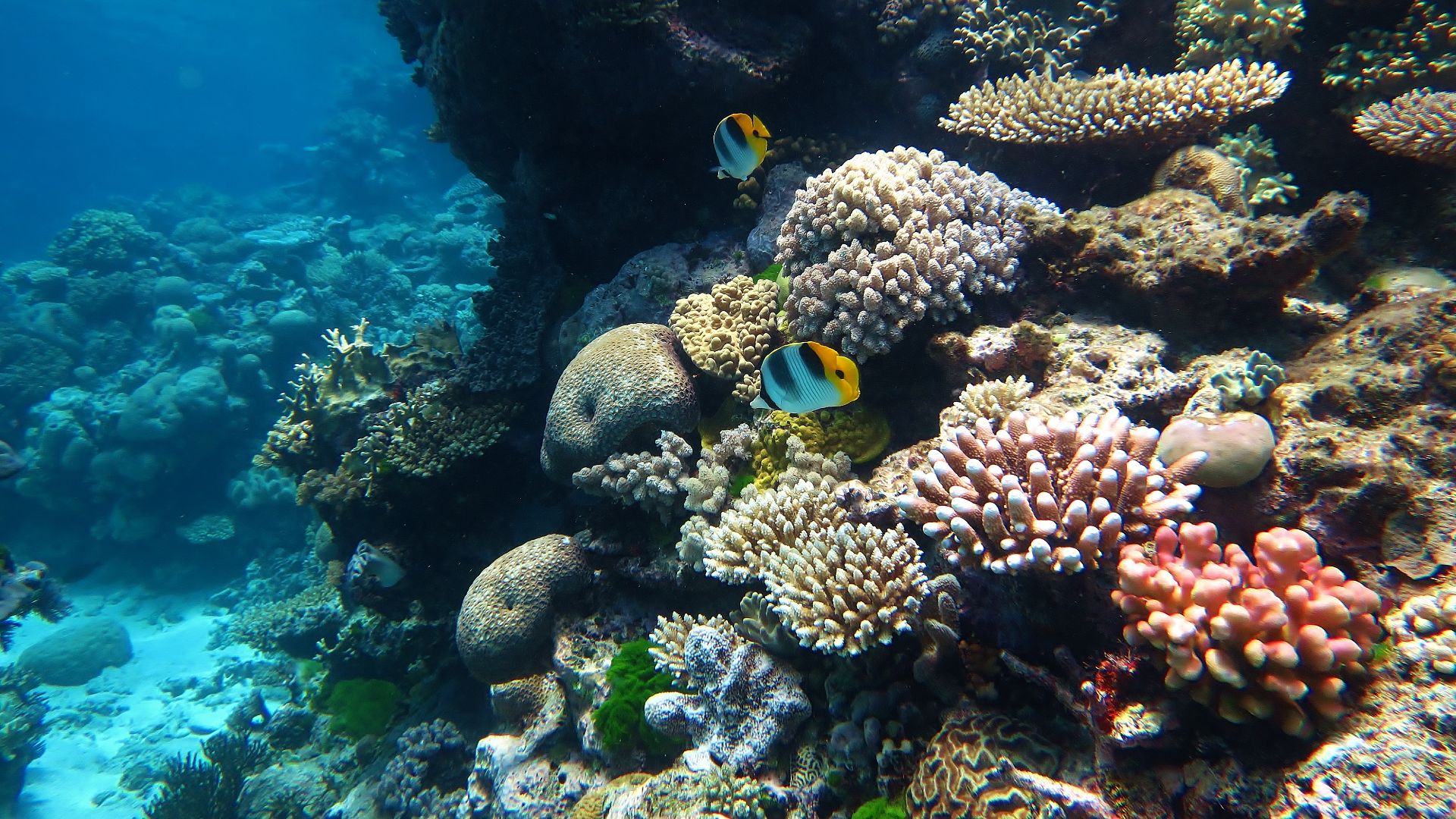 File:Great barrier reef.JPG