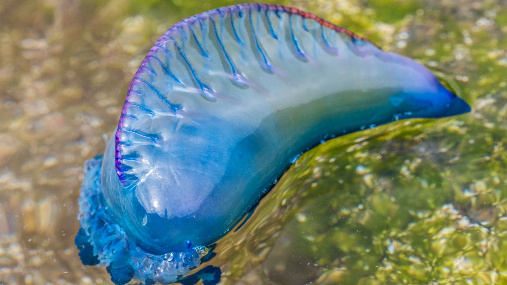 File:Physalia physalis EM1B0679 (40827501481).jpg