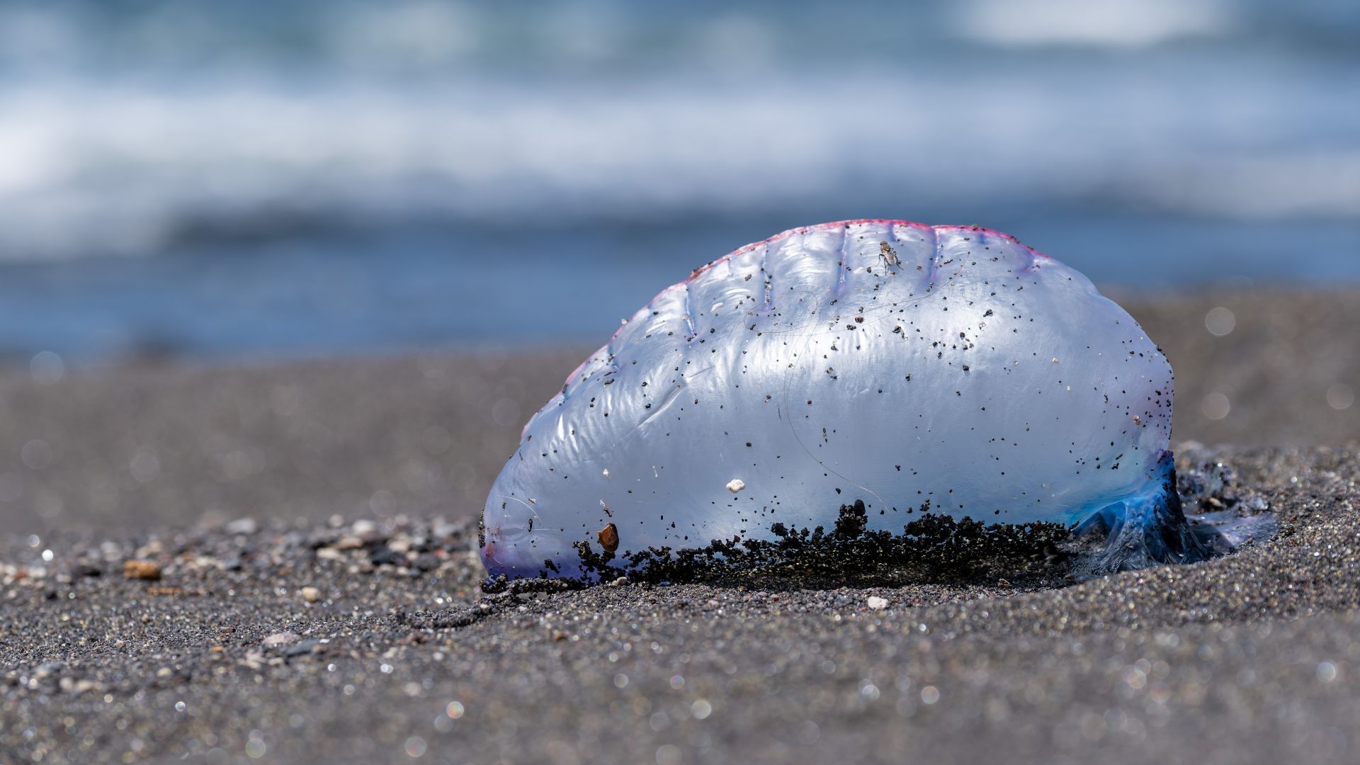 File:Dead Portuguese man o' war at Mosteiros Beach, São Miguel Island, Azores, Portugal (PPL1-Corrected).jpg