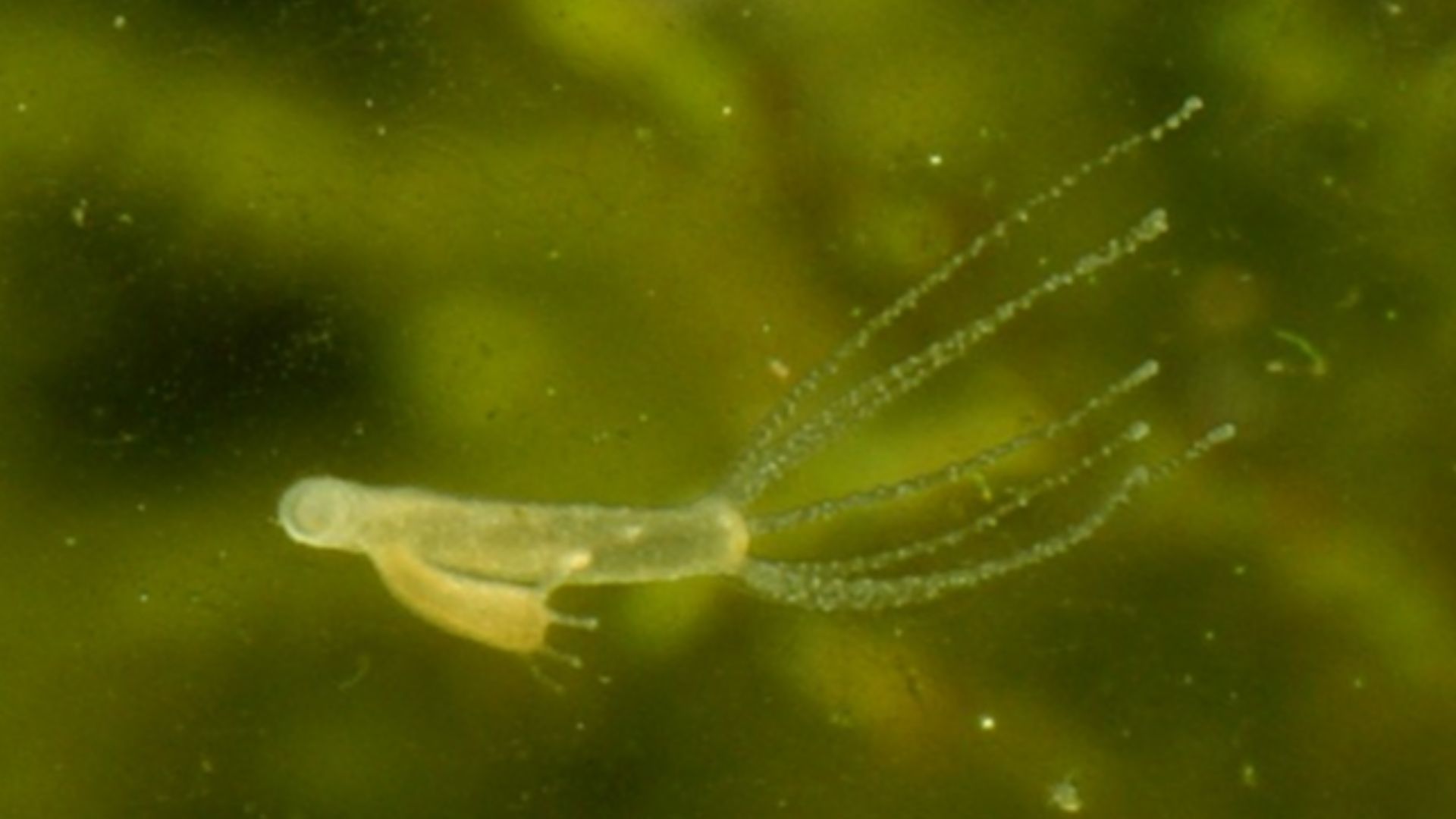 File:Hydra biology.jpg