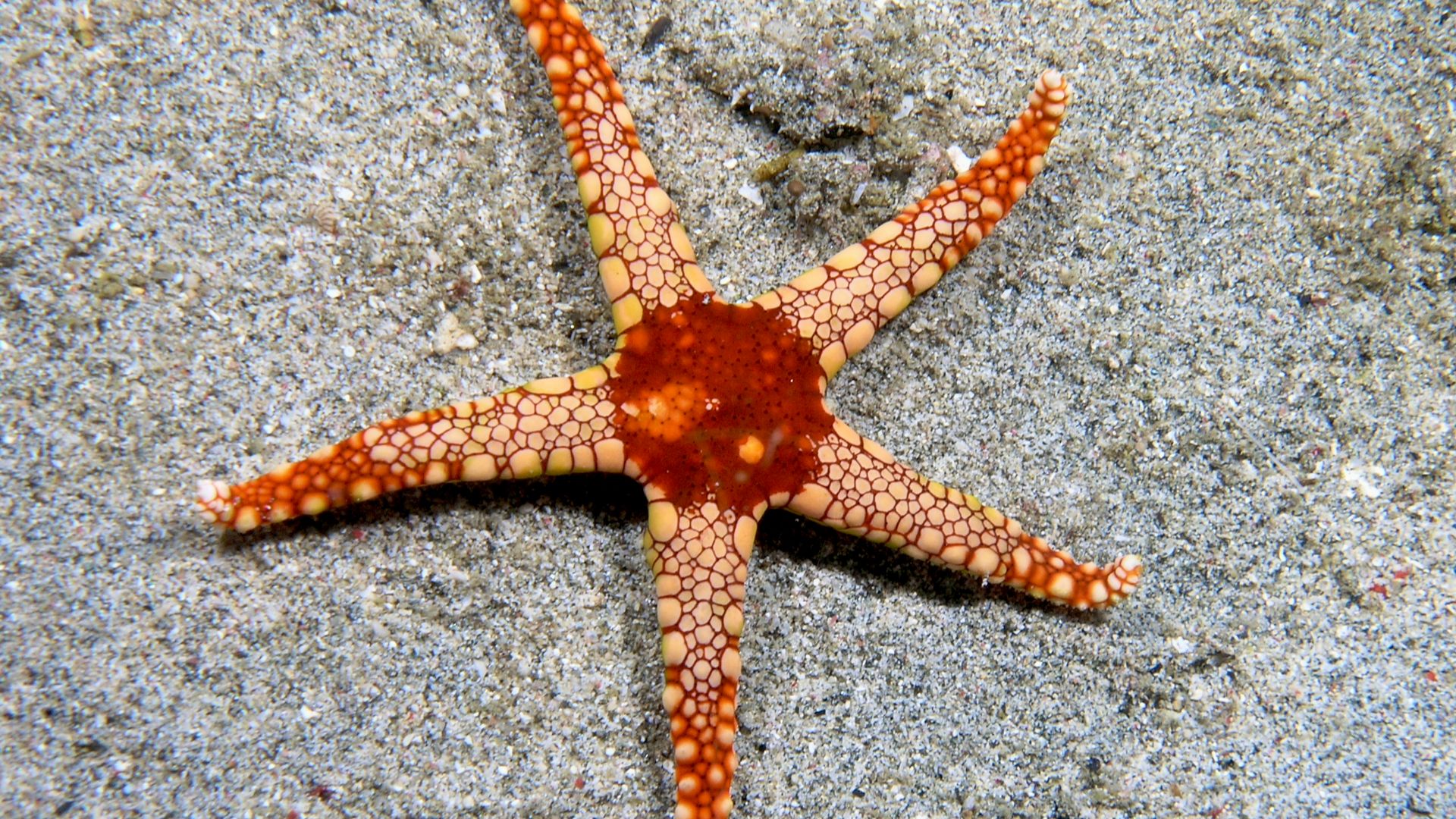 File:Fromia monilis (Seastar).jpg