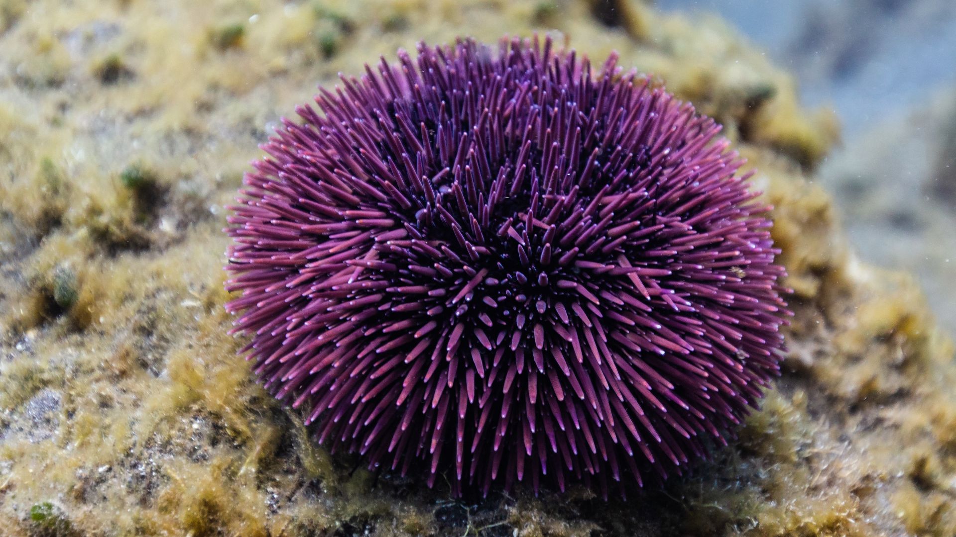 File:Erizo de mar violáceo (Sphaerechinus granularis), Madeira, Portugal, 2019-05-31, DD 36.jpg
