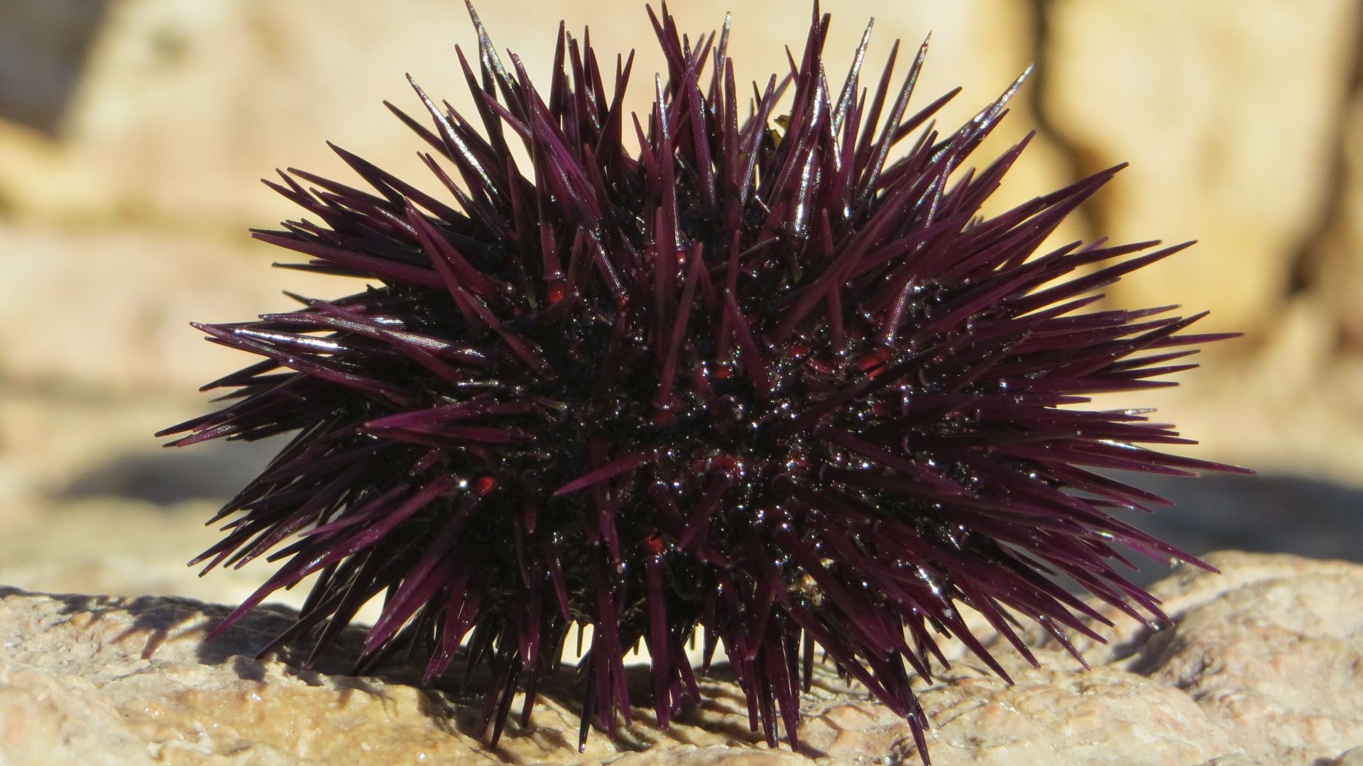 File:Paracentrotus lividus profil.JPG