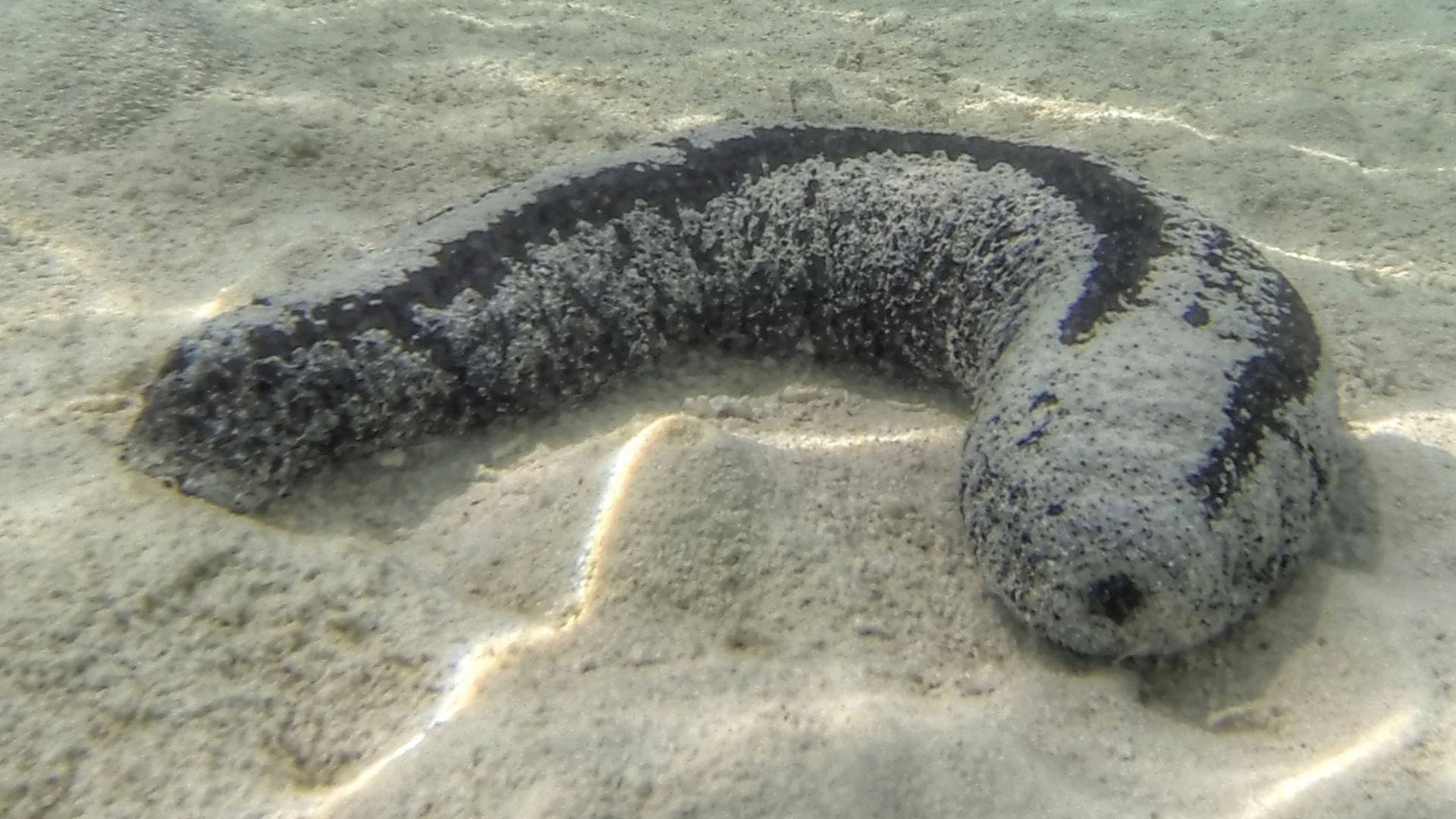 File:Sea cucumber 8532.jpg