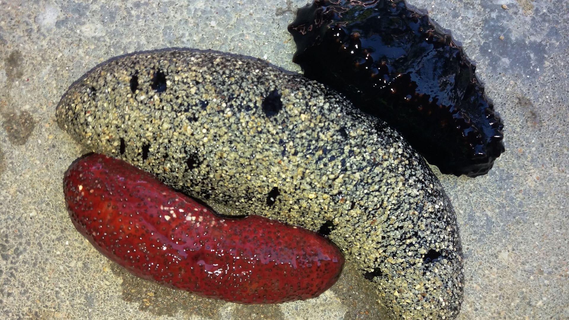 File:Sea cucumbers.jpg