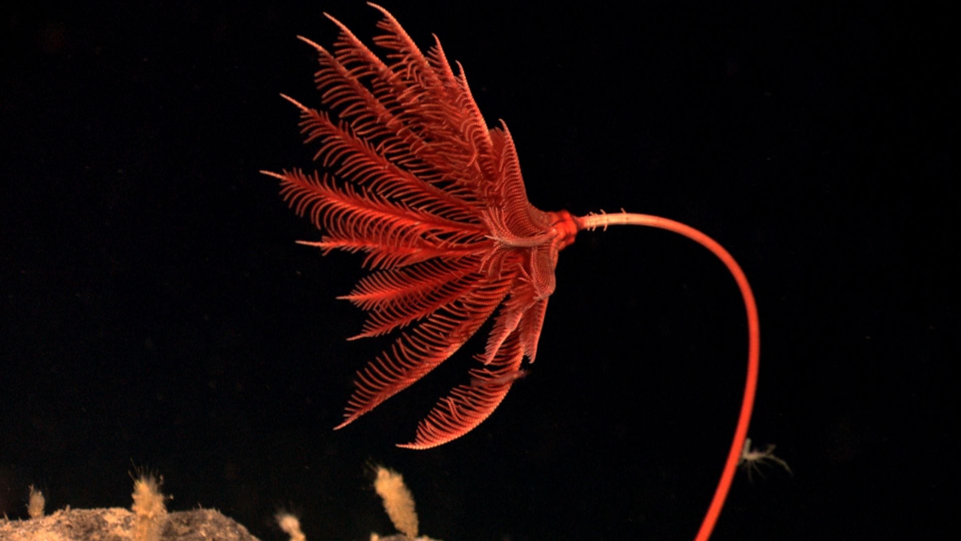 File:Proisocrinus ruberrimus.jpg