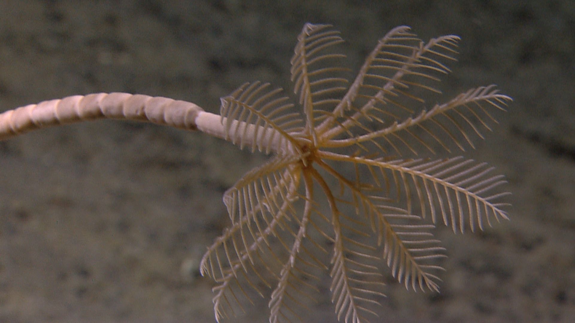 File:NOAA stalked crinoid.jpg