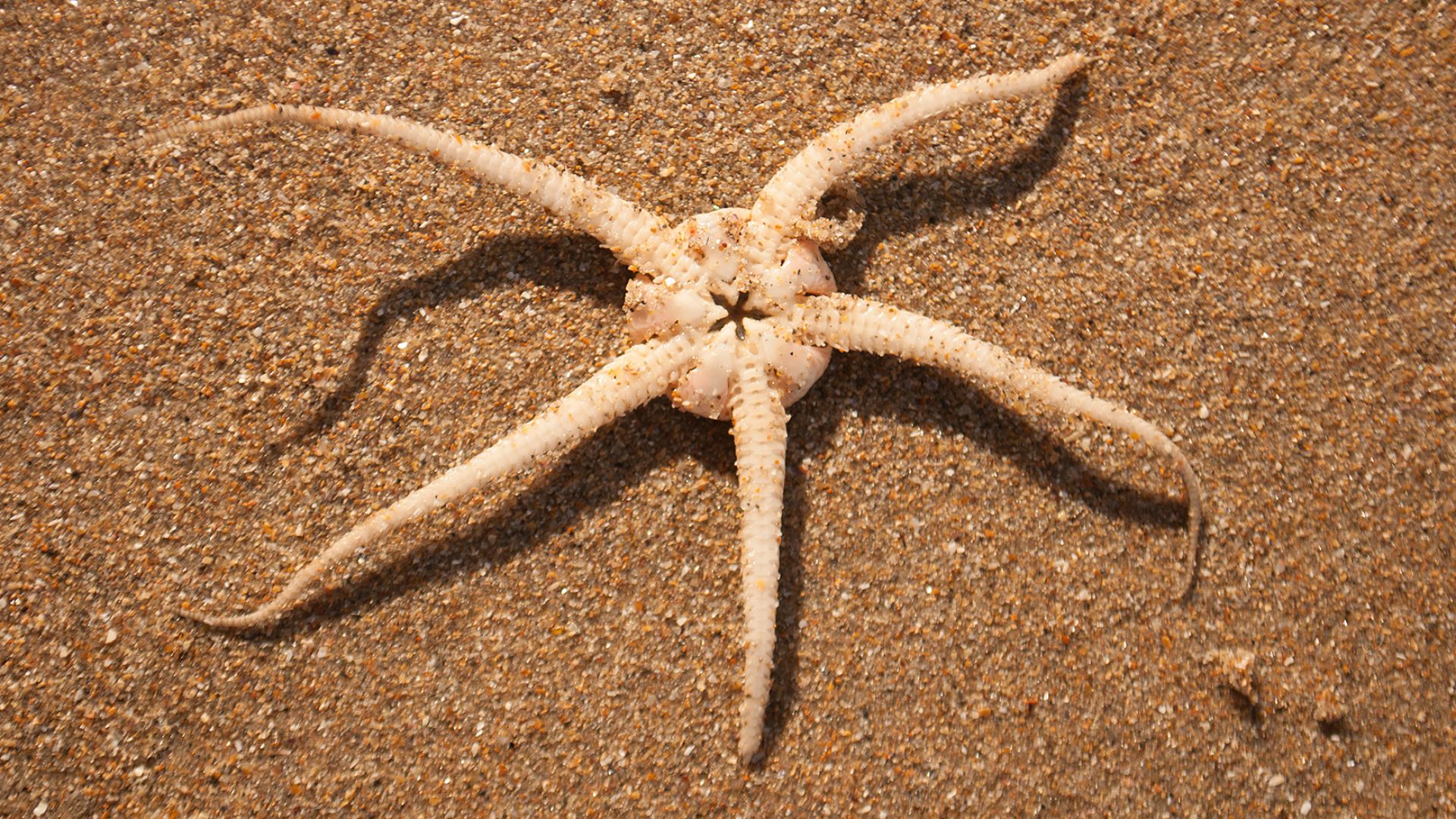 File:Brittle Star back.jpg