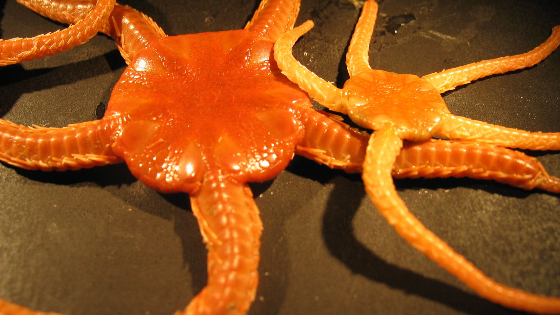 File:Brittle stars.jpg